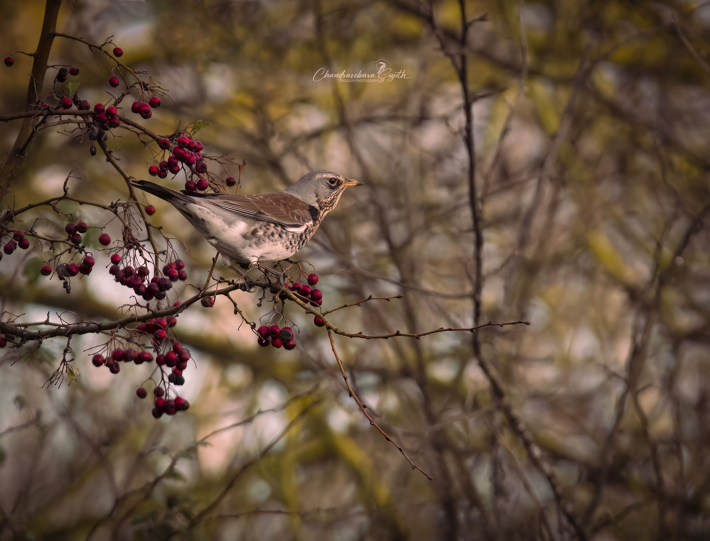 Fieldfare