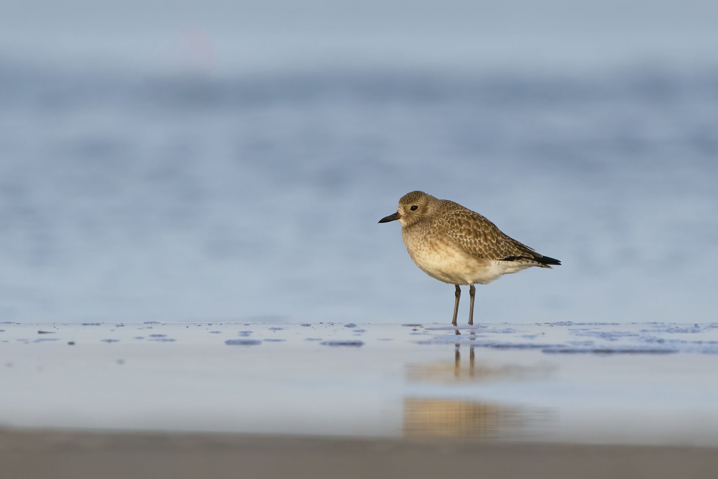 Plover (Pluvialis squatarola)