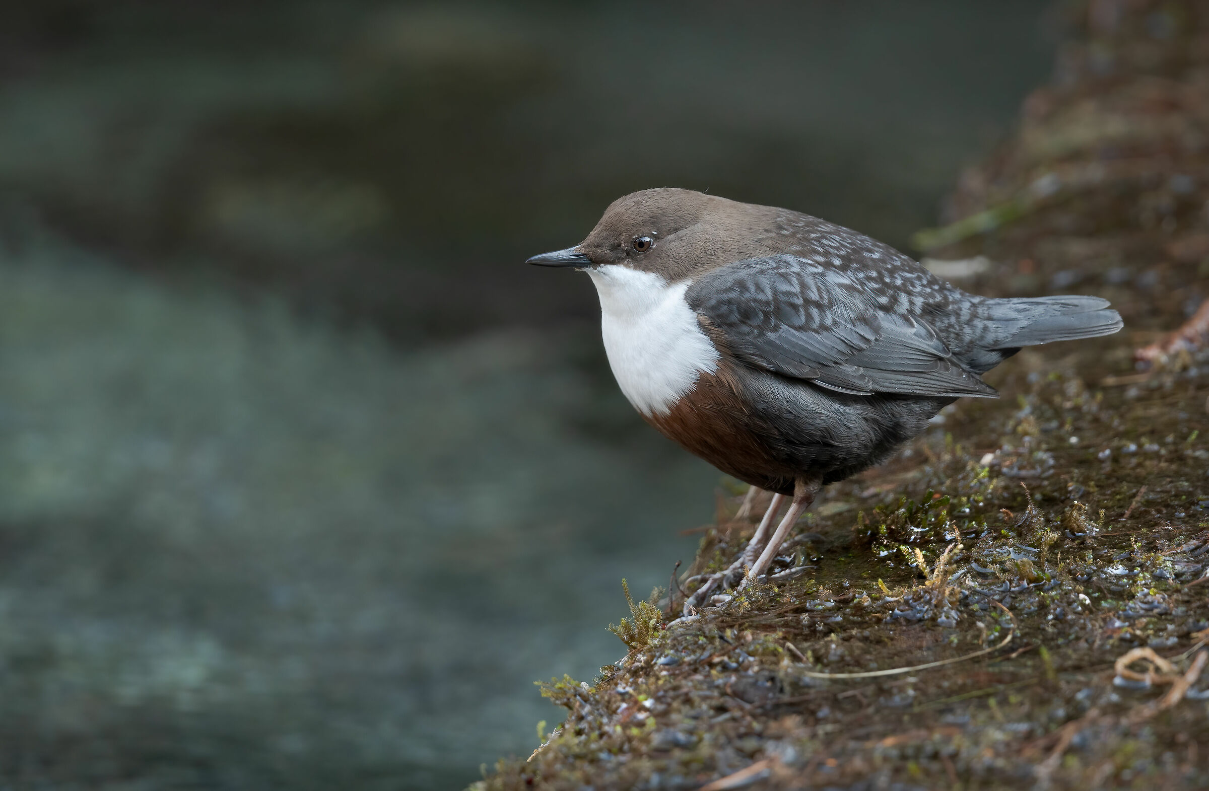 White-throated dipper