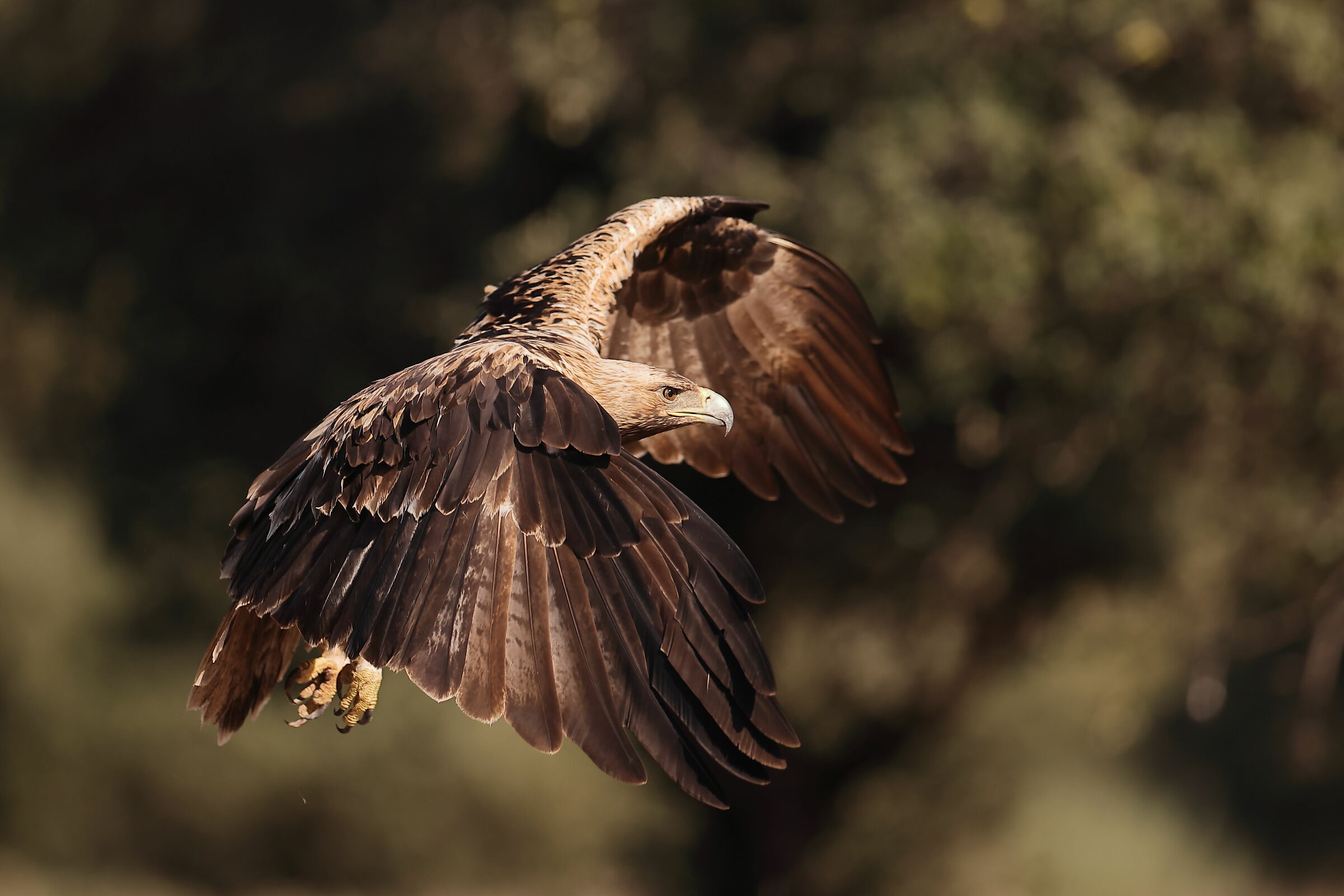 Young Imperial Eagle
