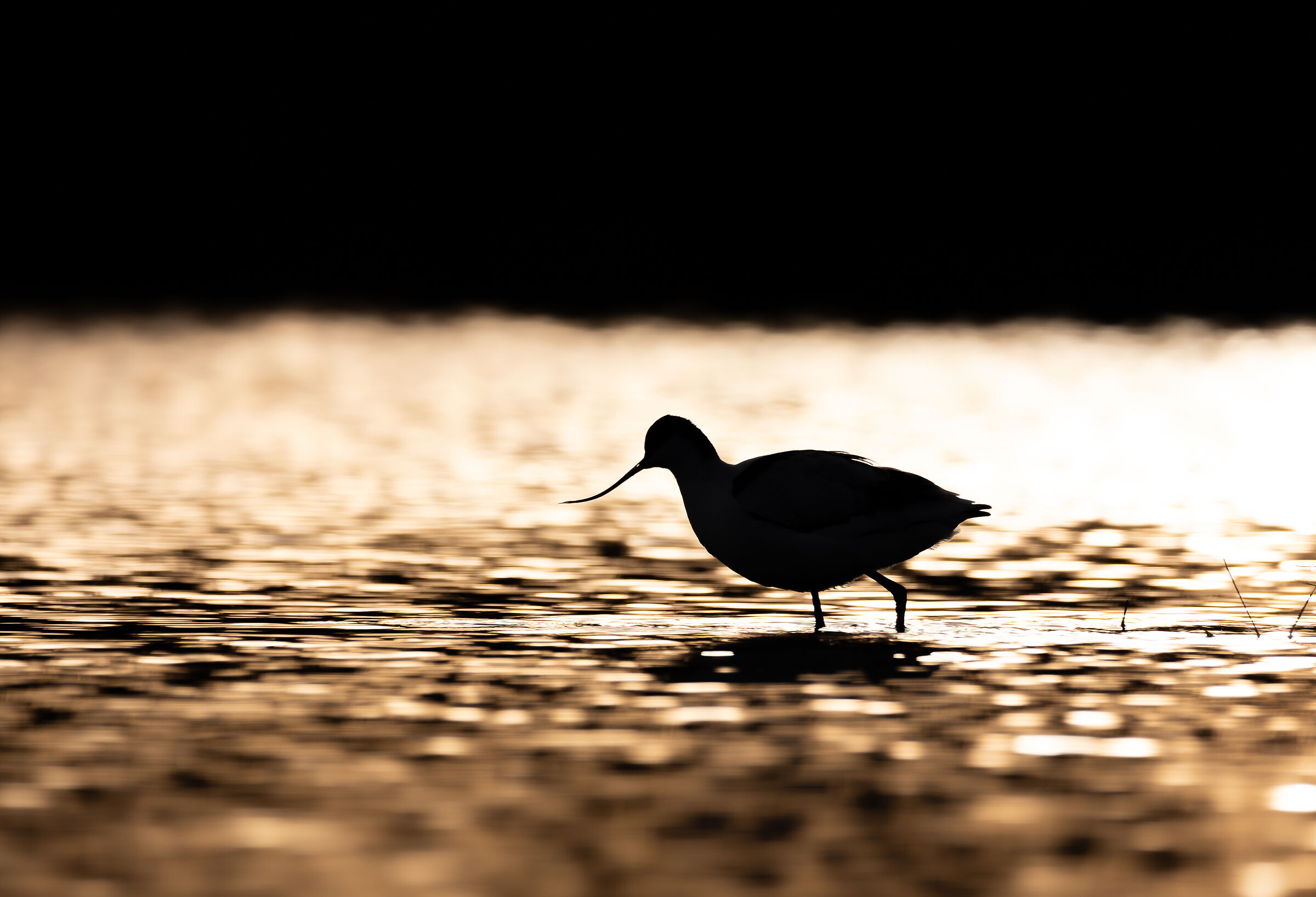 Avocet at sunset