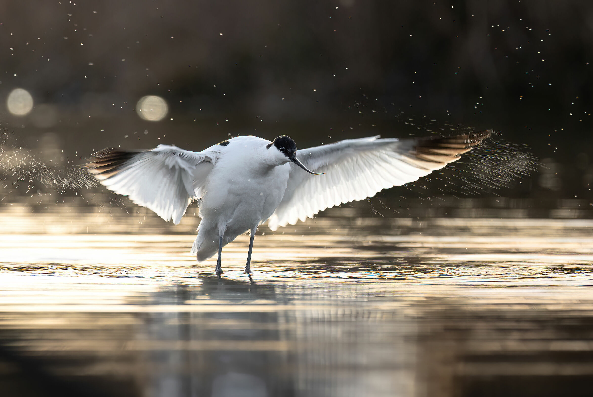 Flapping wings