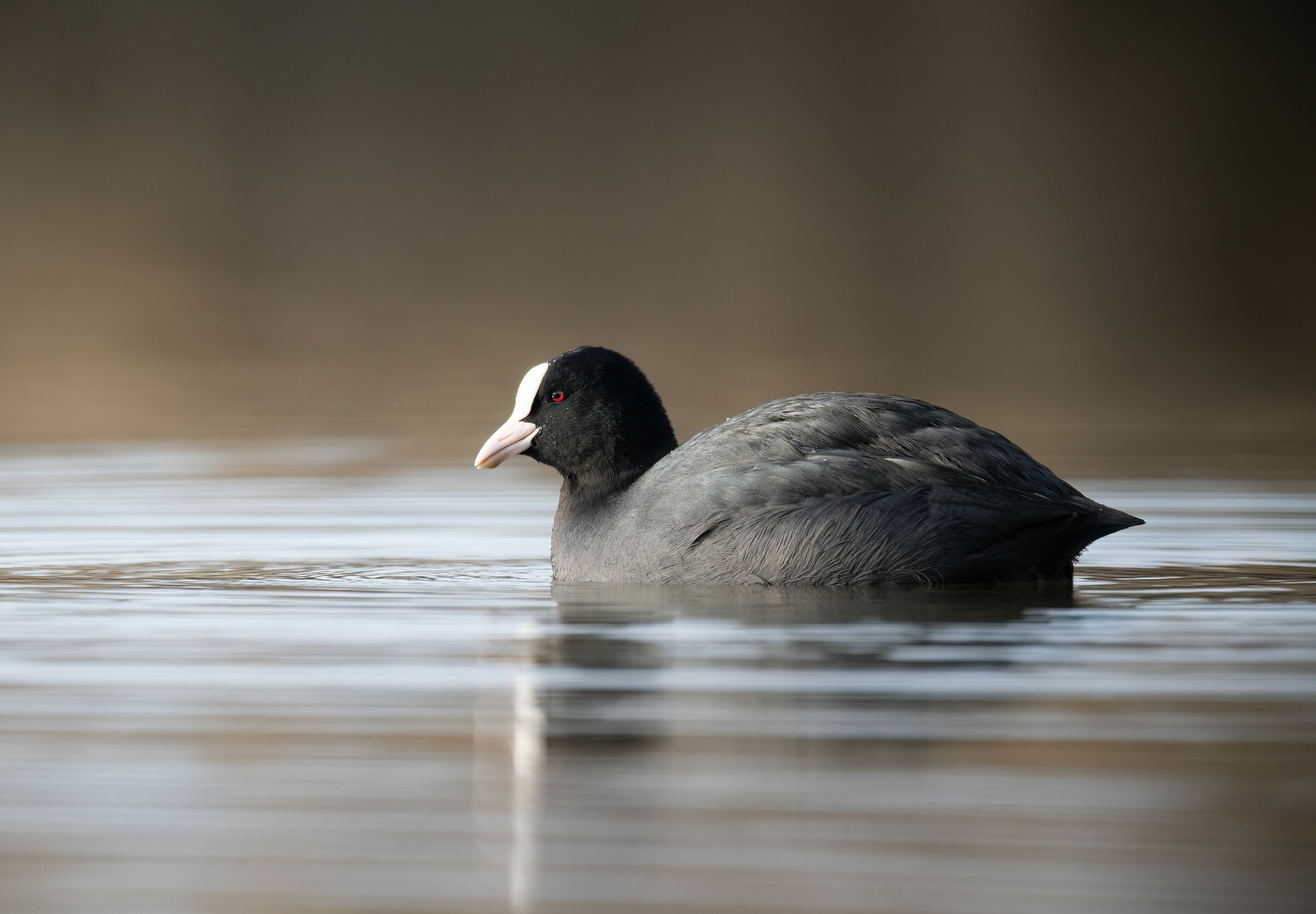 Smiling coot