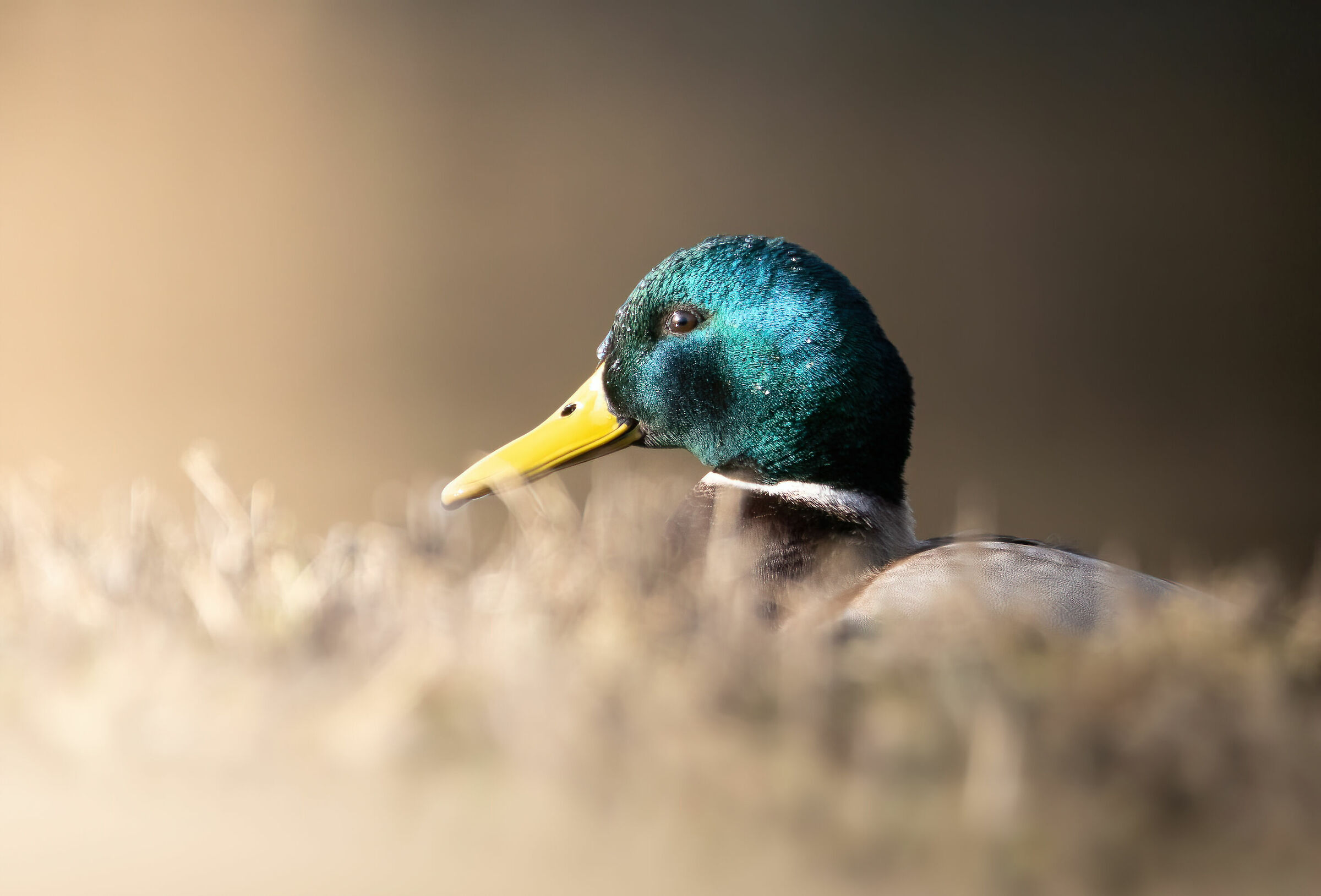Mallard hidden behind the islet