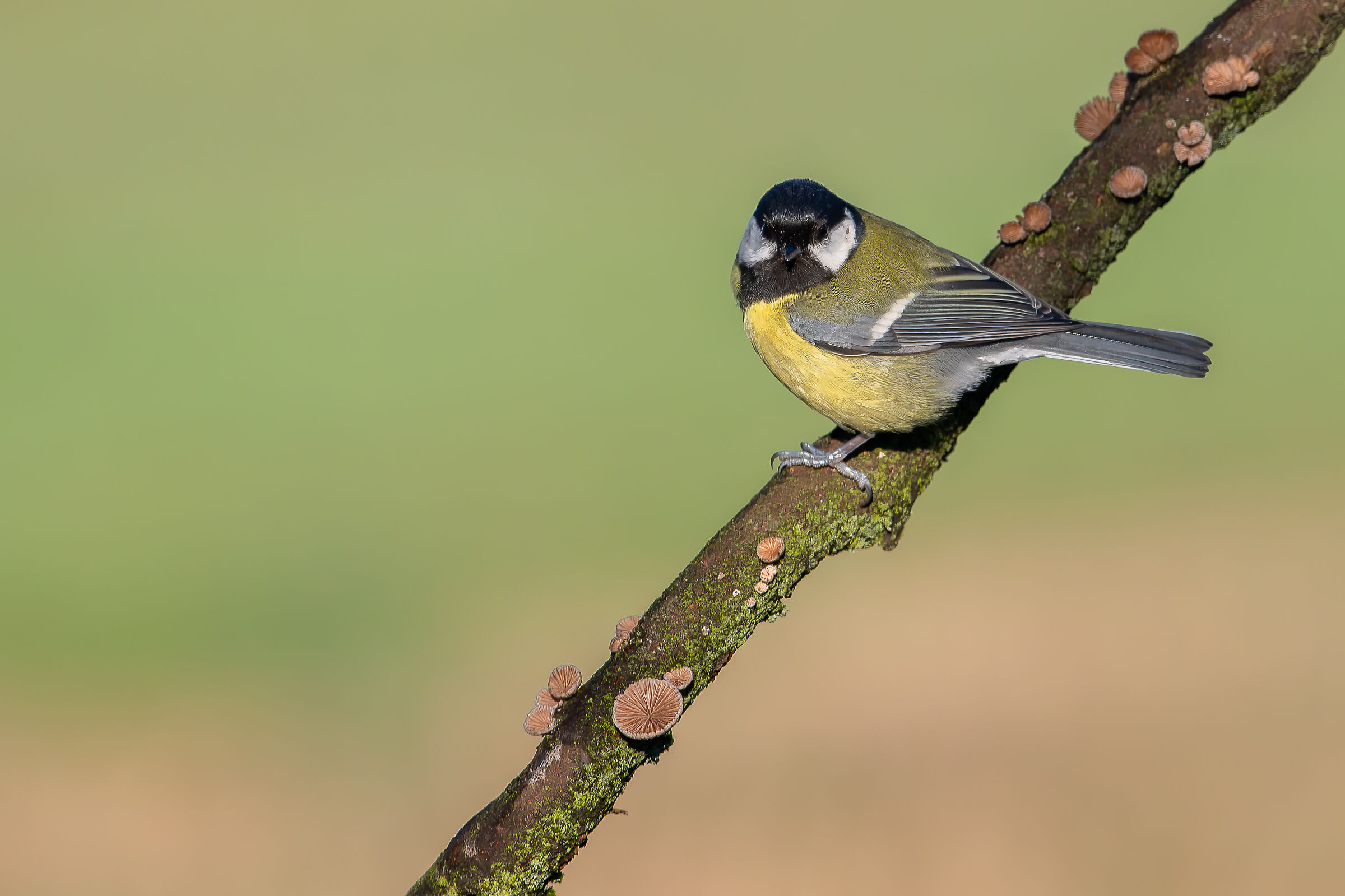 Cinciarella #capannocora