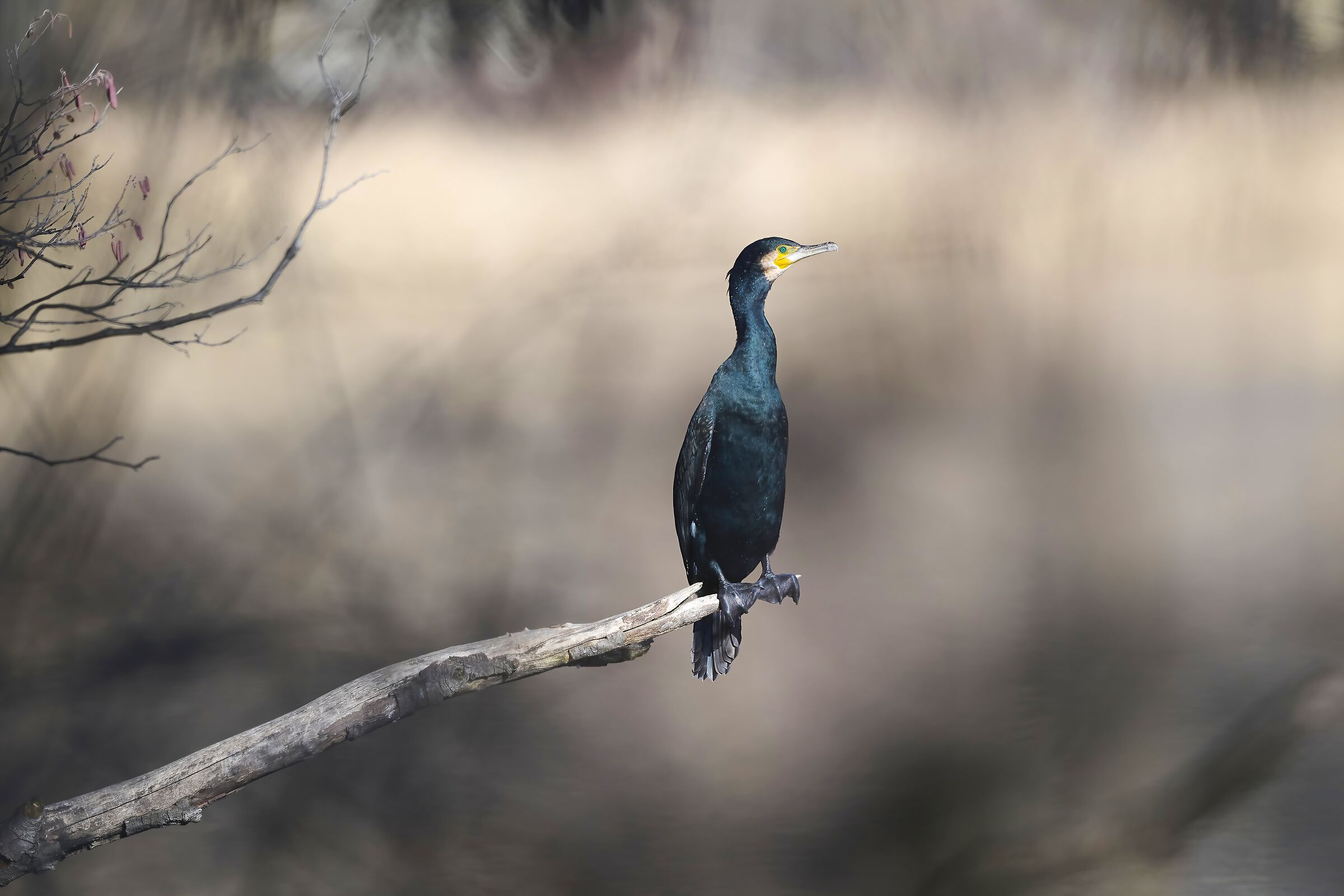 Cormorano nel freddo