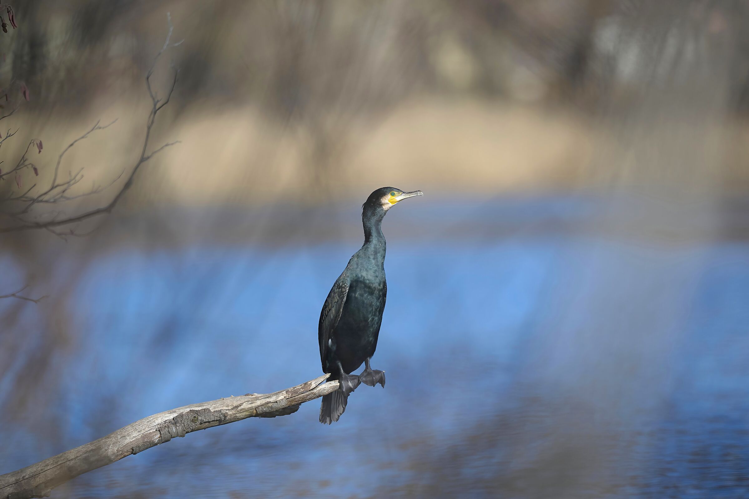 Cormorano nel freddo 2