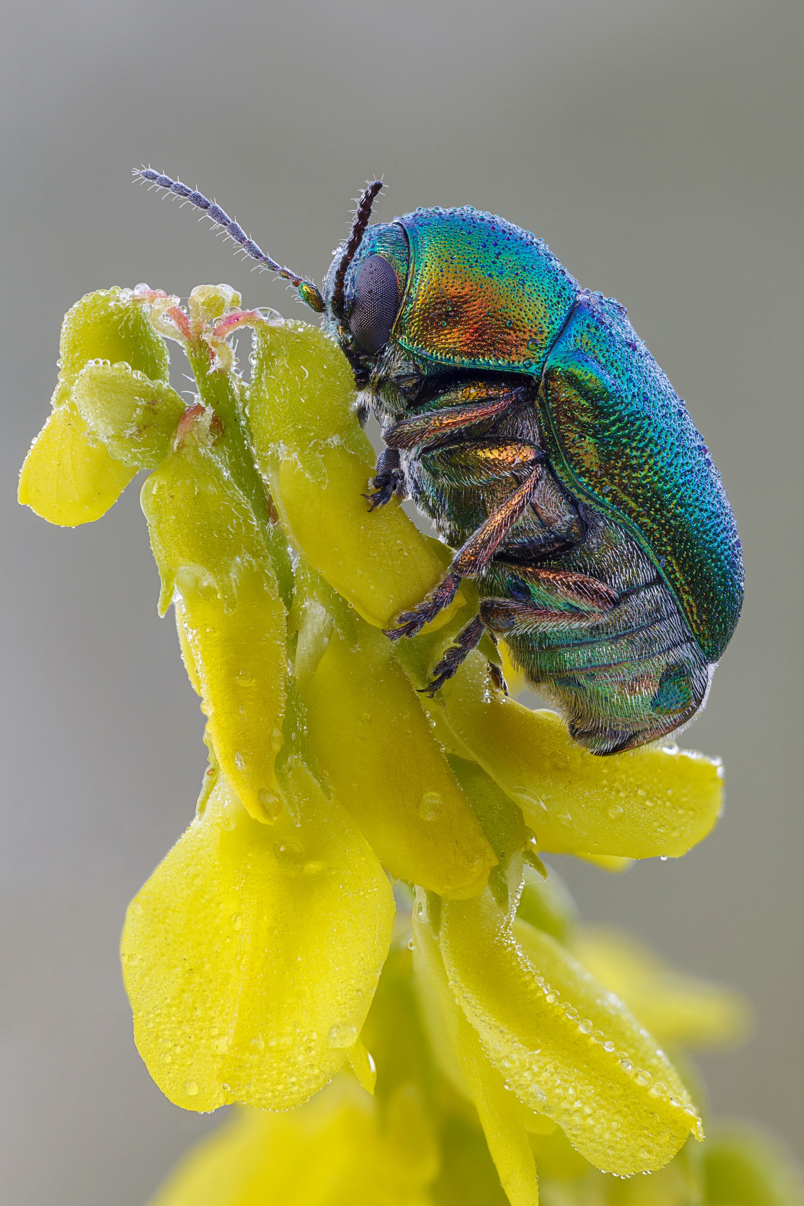 Cryptocephalus sp.