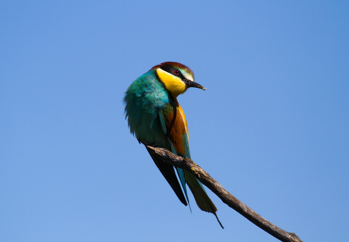 bee-eater