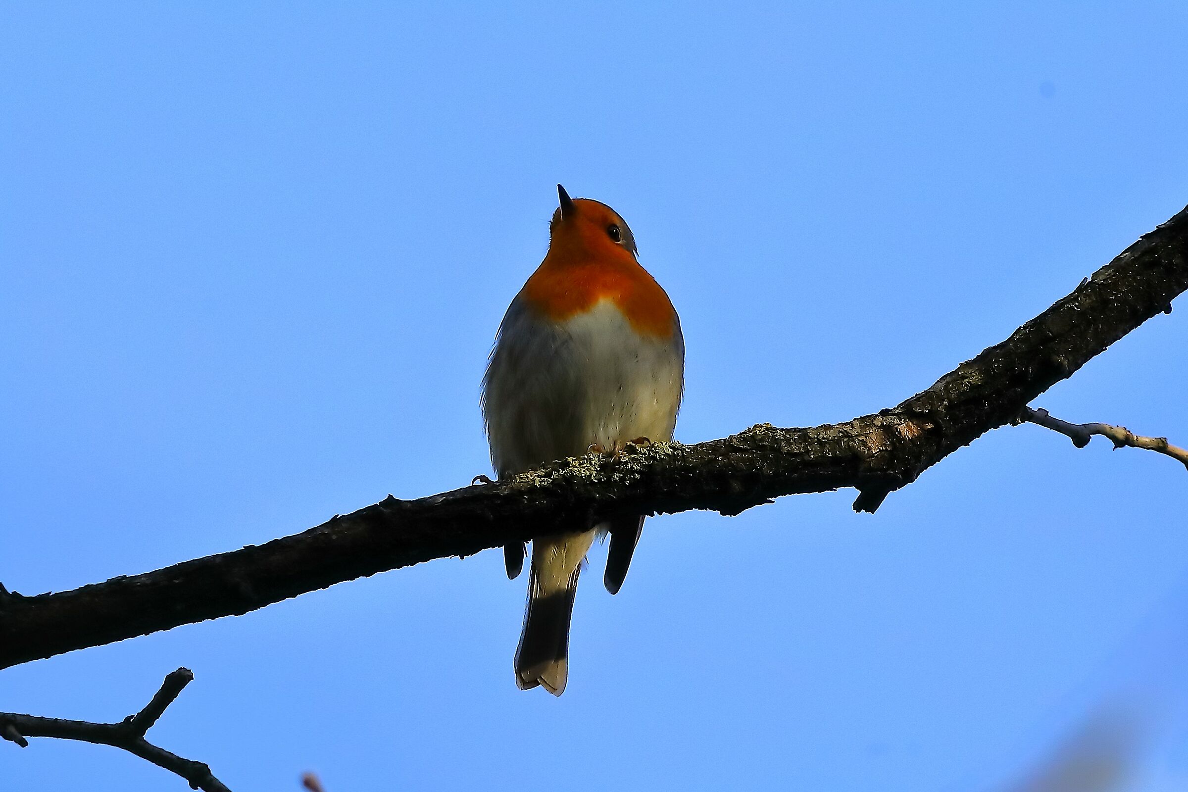 Robin 13-11-2023