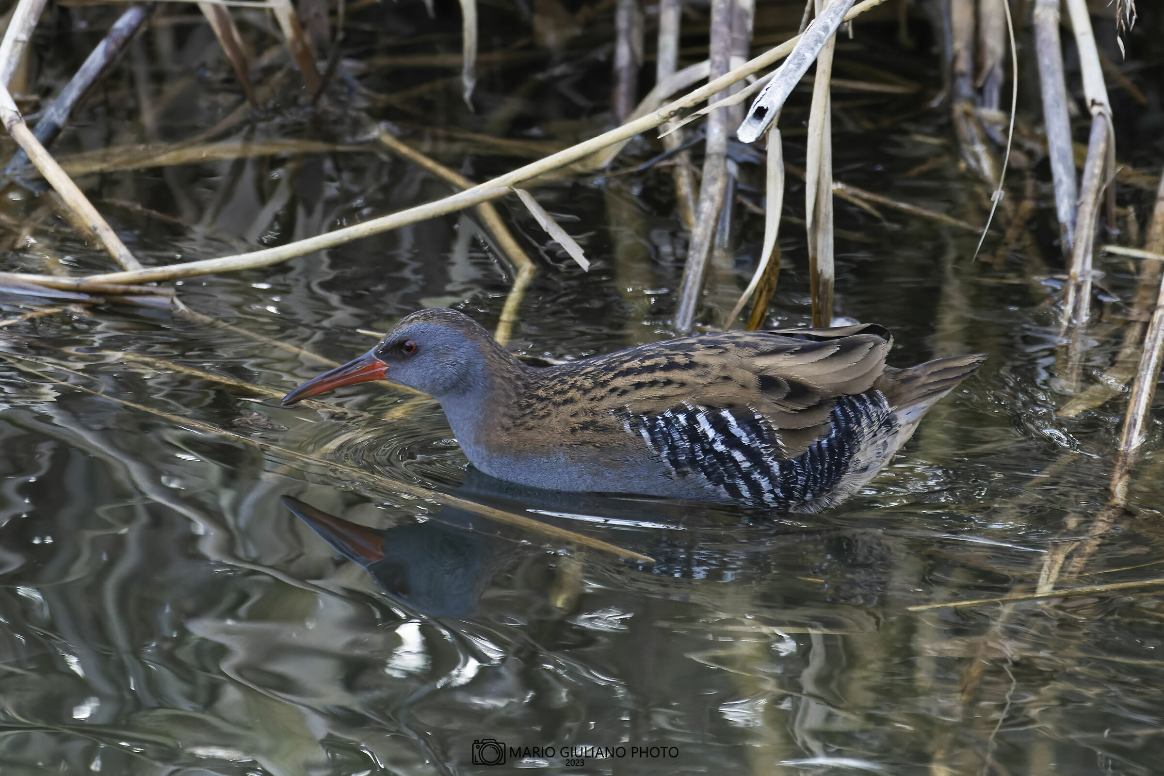 Water rail