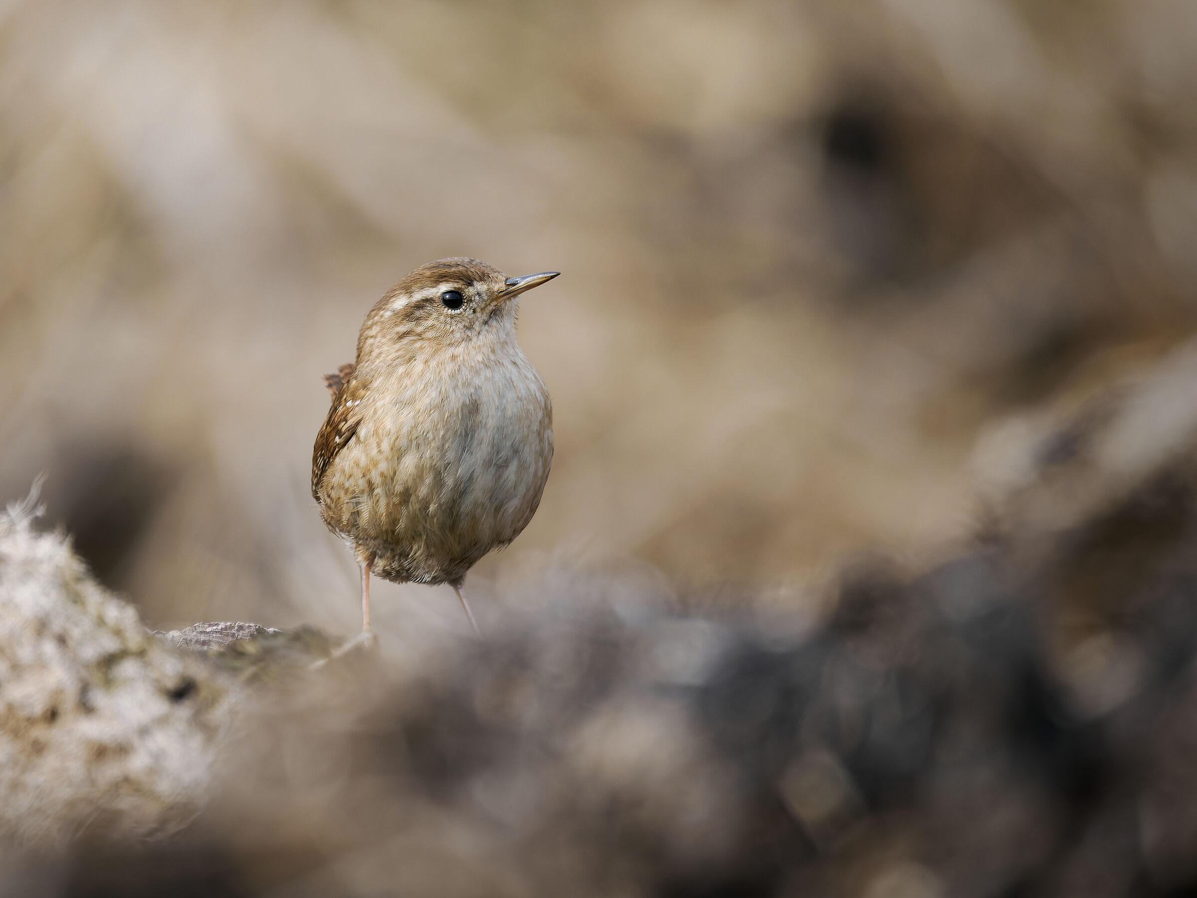 Wren