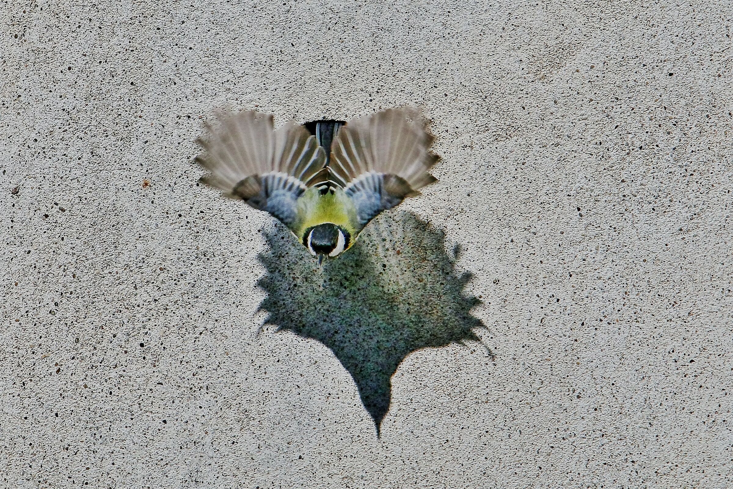 Cinciallegra