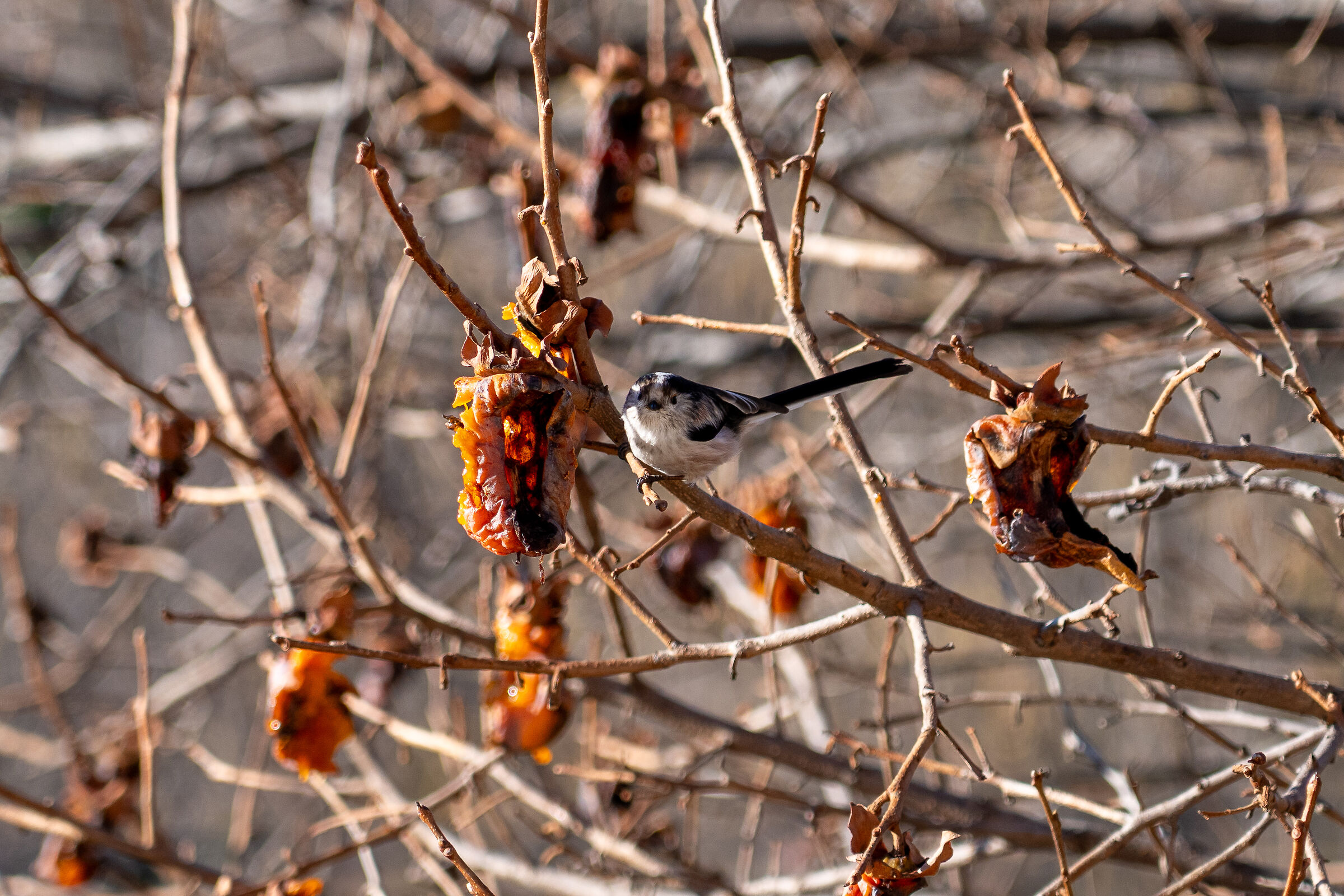 codibugnolo sul caco