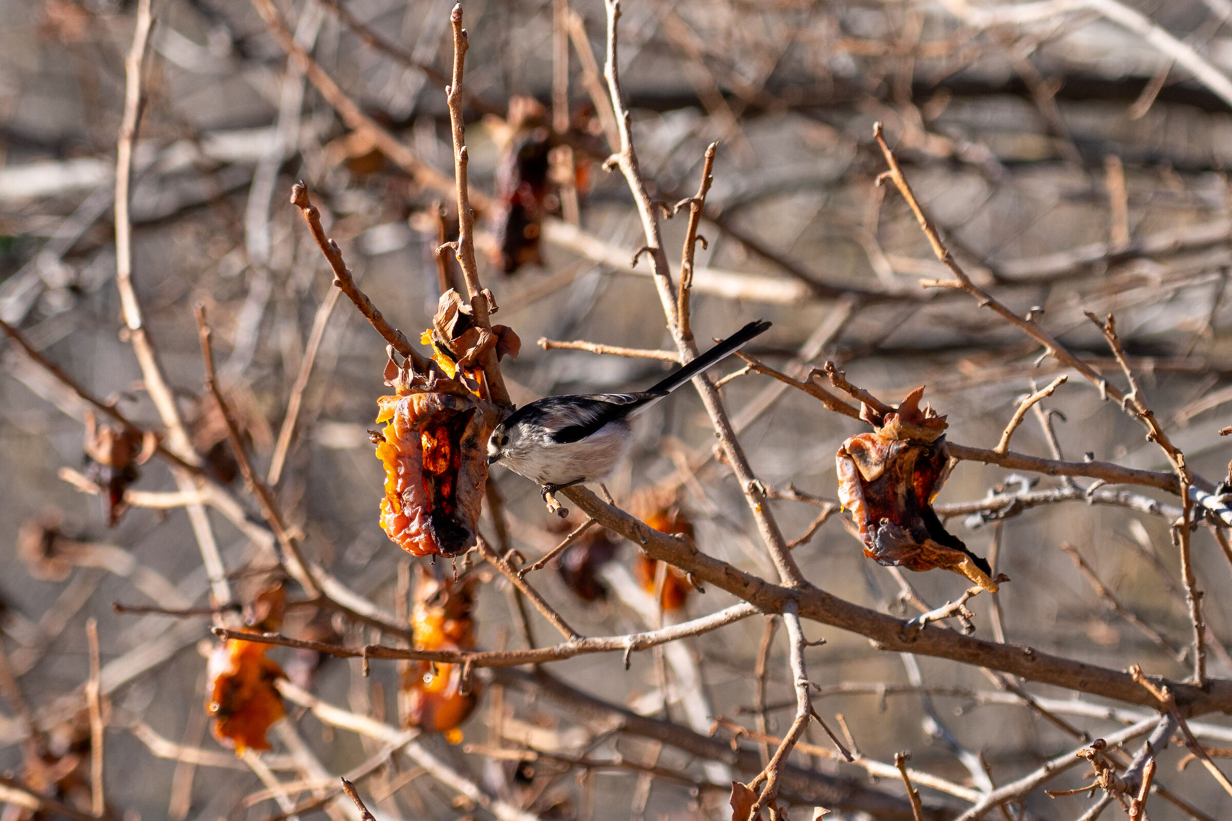 codibugnolo sul caco