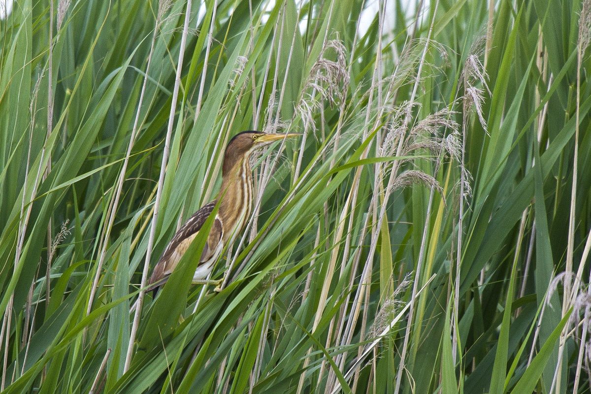 bittern spiteful ...... semprena remains among the reeds