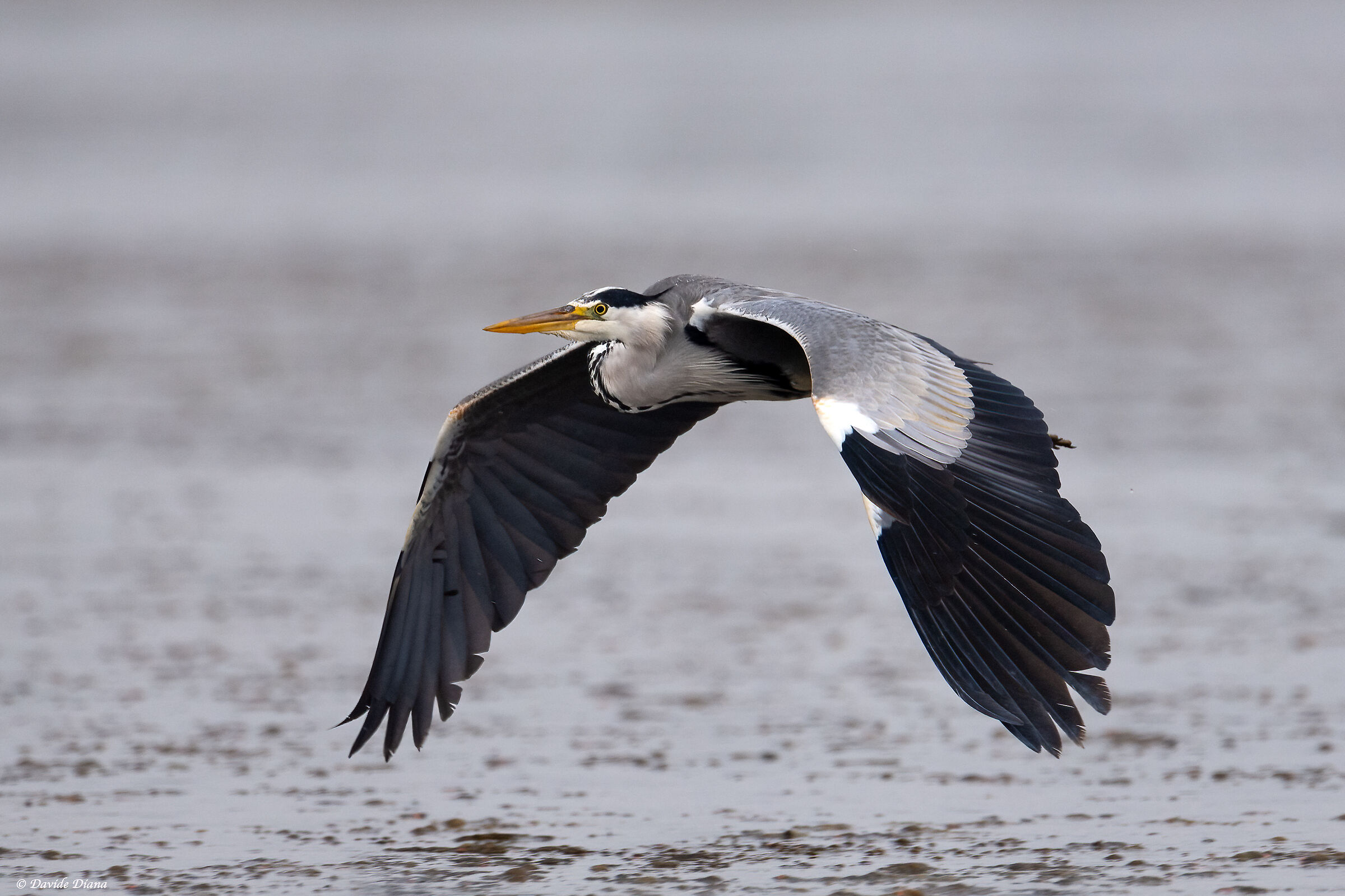 Grey Heron - Vercelli rice fields