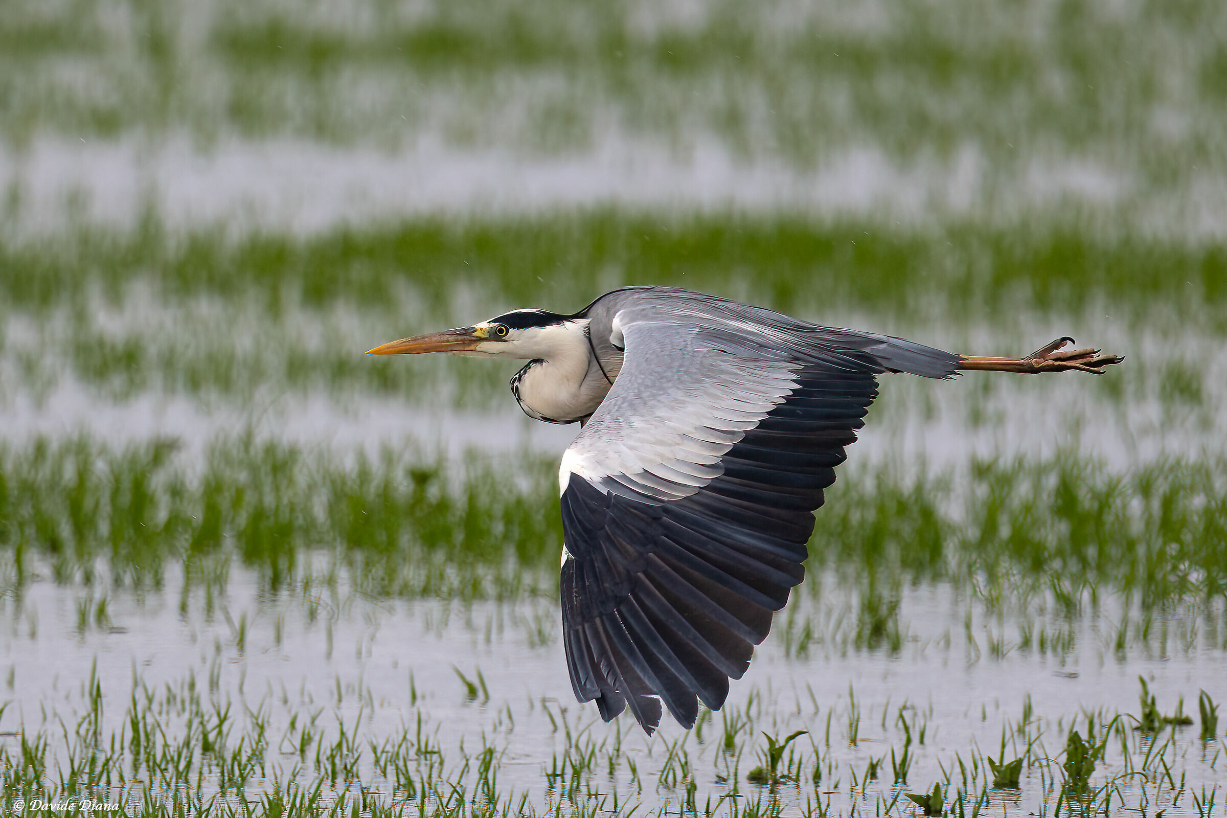 Grey Heron - Vercelli rice fields