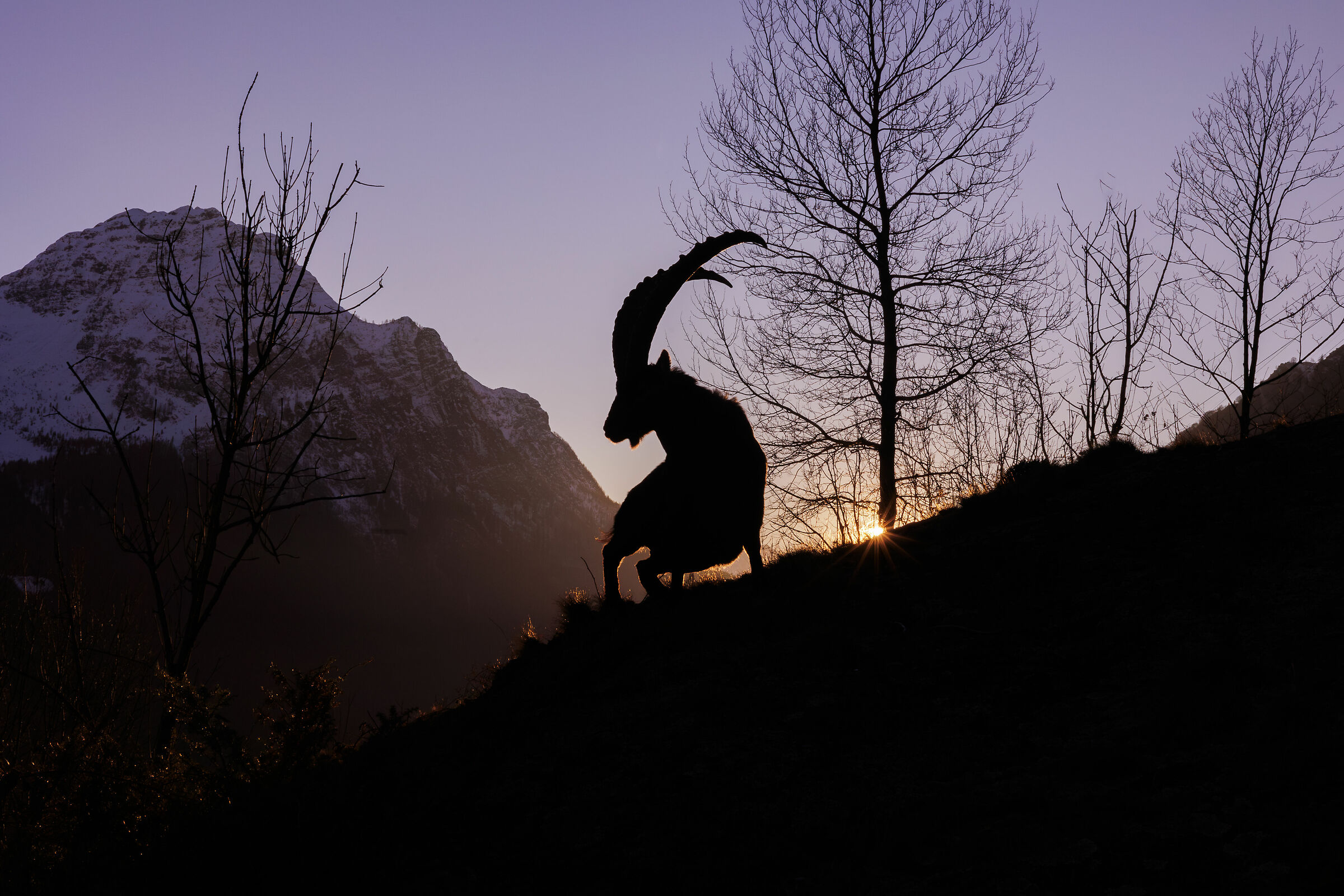 Siluette al tramonto