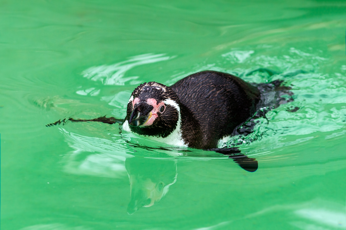 A curious Humboldt Penguin