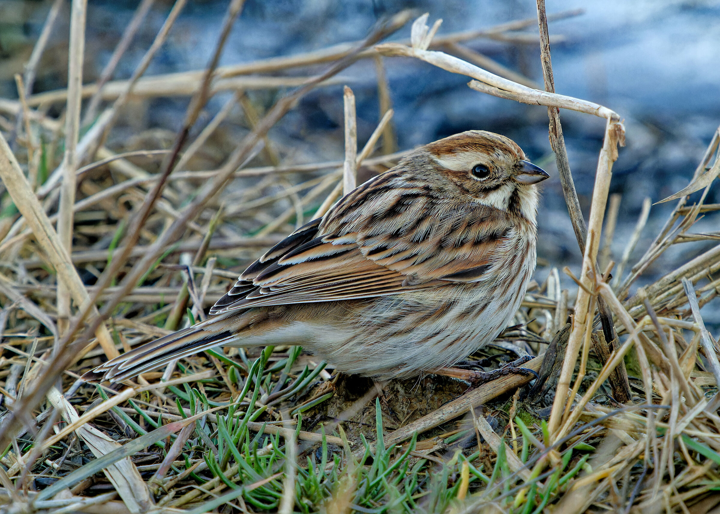 Migliarino di palude
