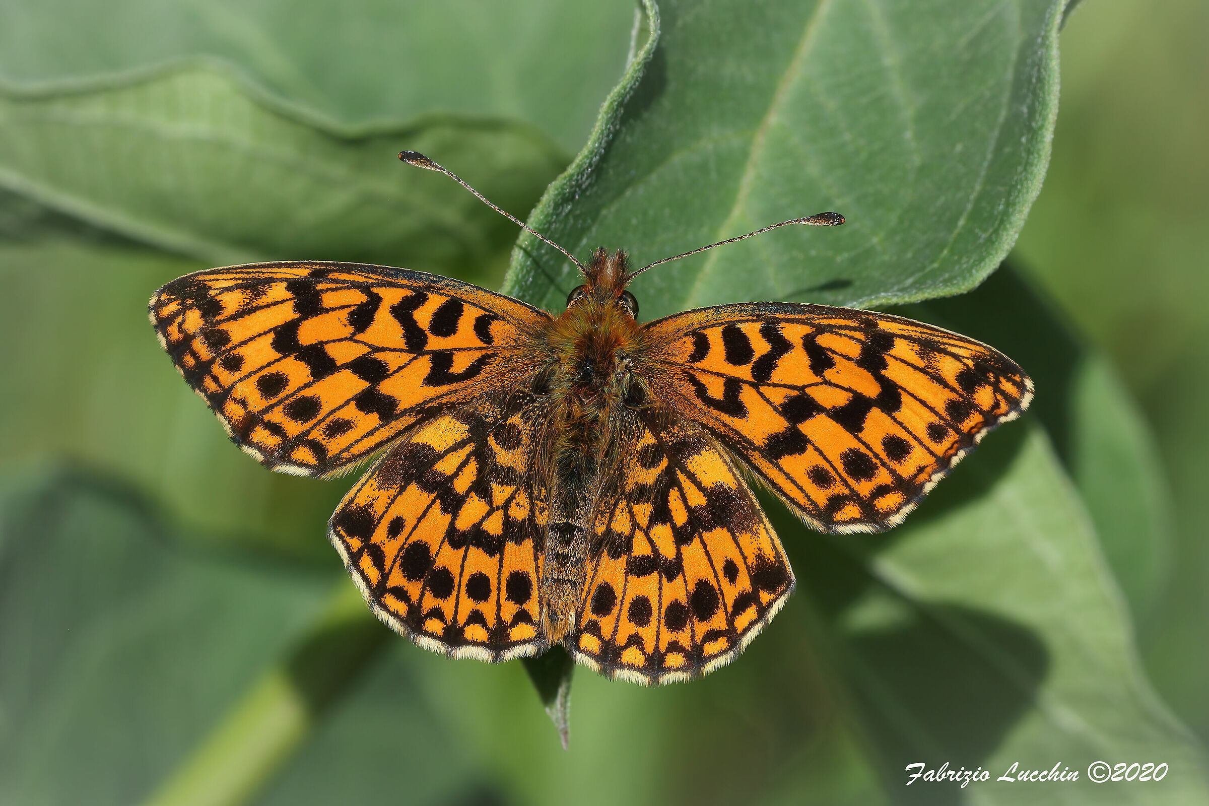 Boloria dia
