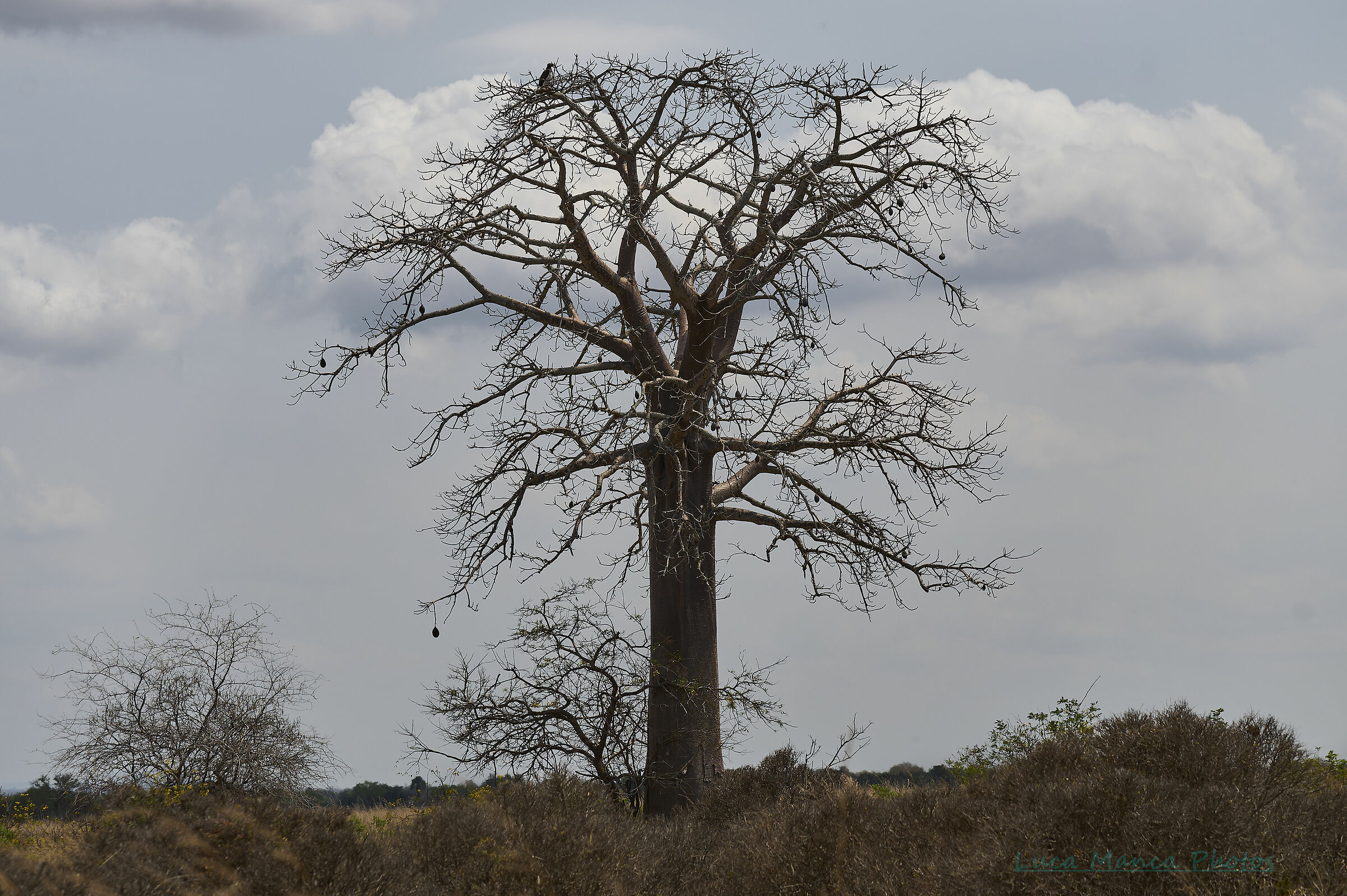 Flora of the savannah