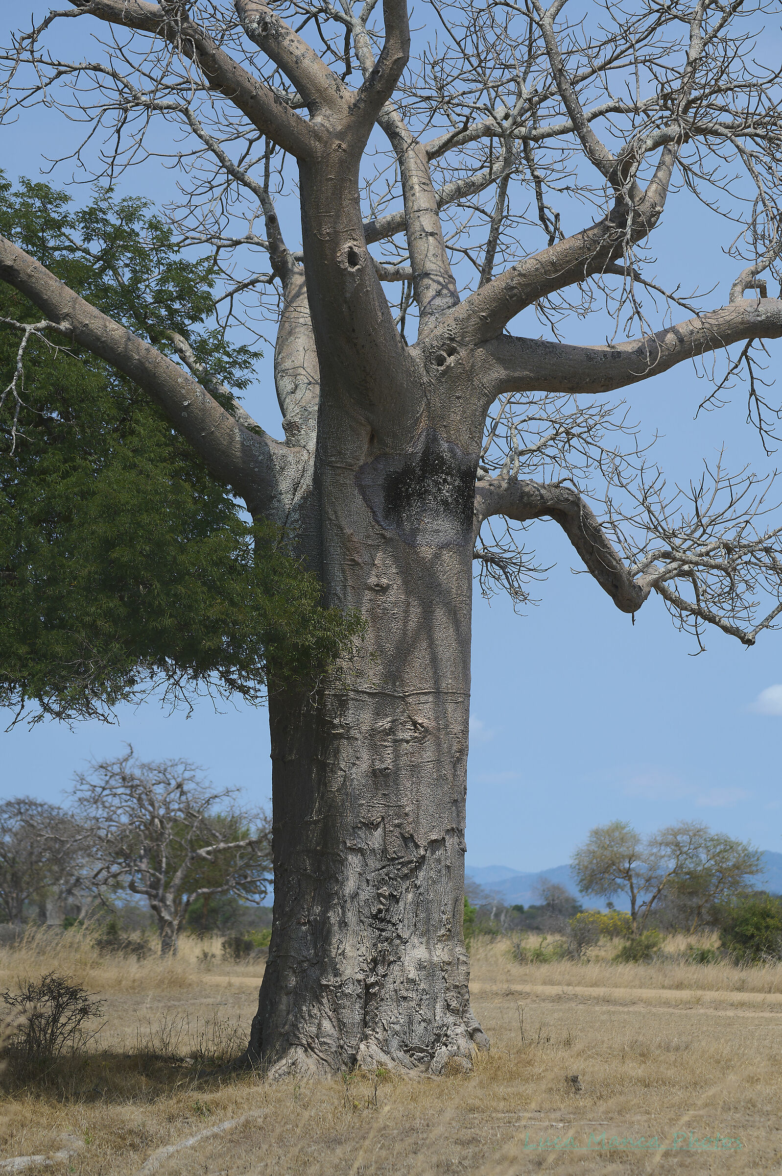 Flora of the savannah