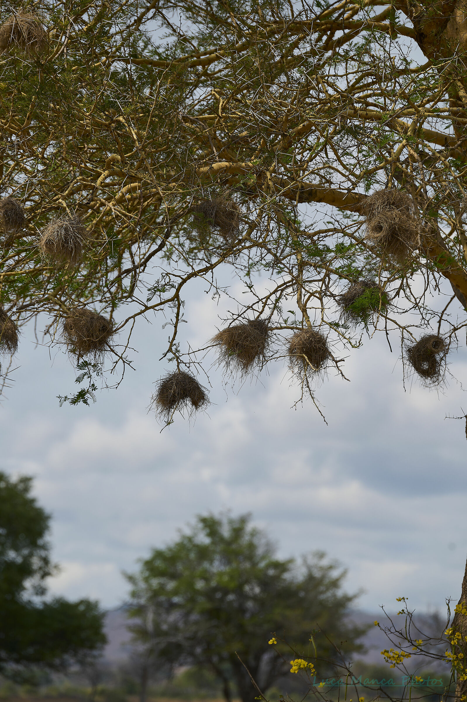 Flora of the savannah