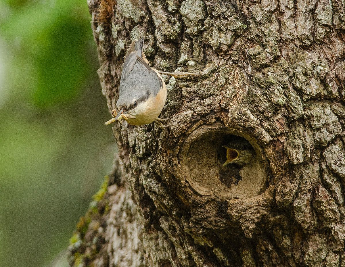 picchio muratore e picchietto