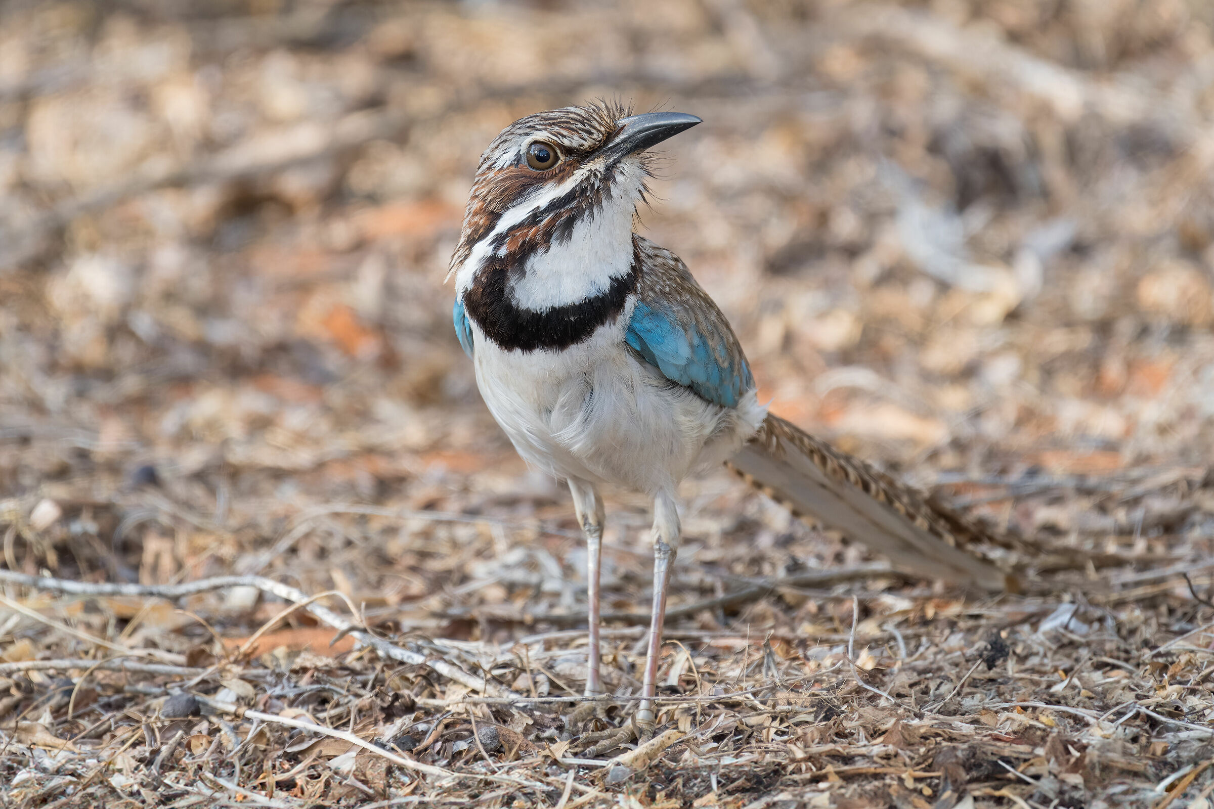 Long-tailed Ground Roller