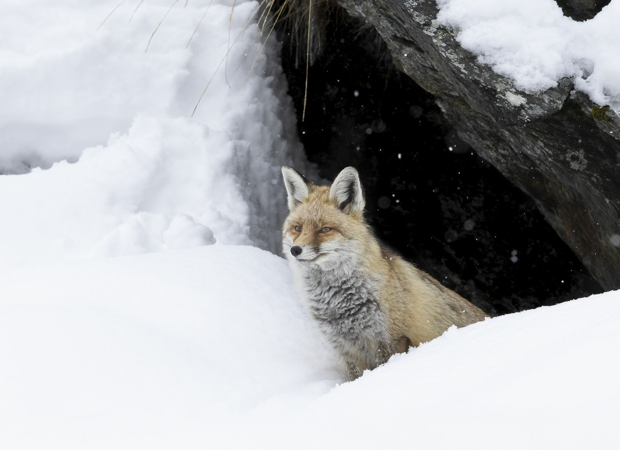 Volpe fuori dalla tana, sotto la neve