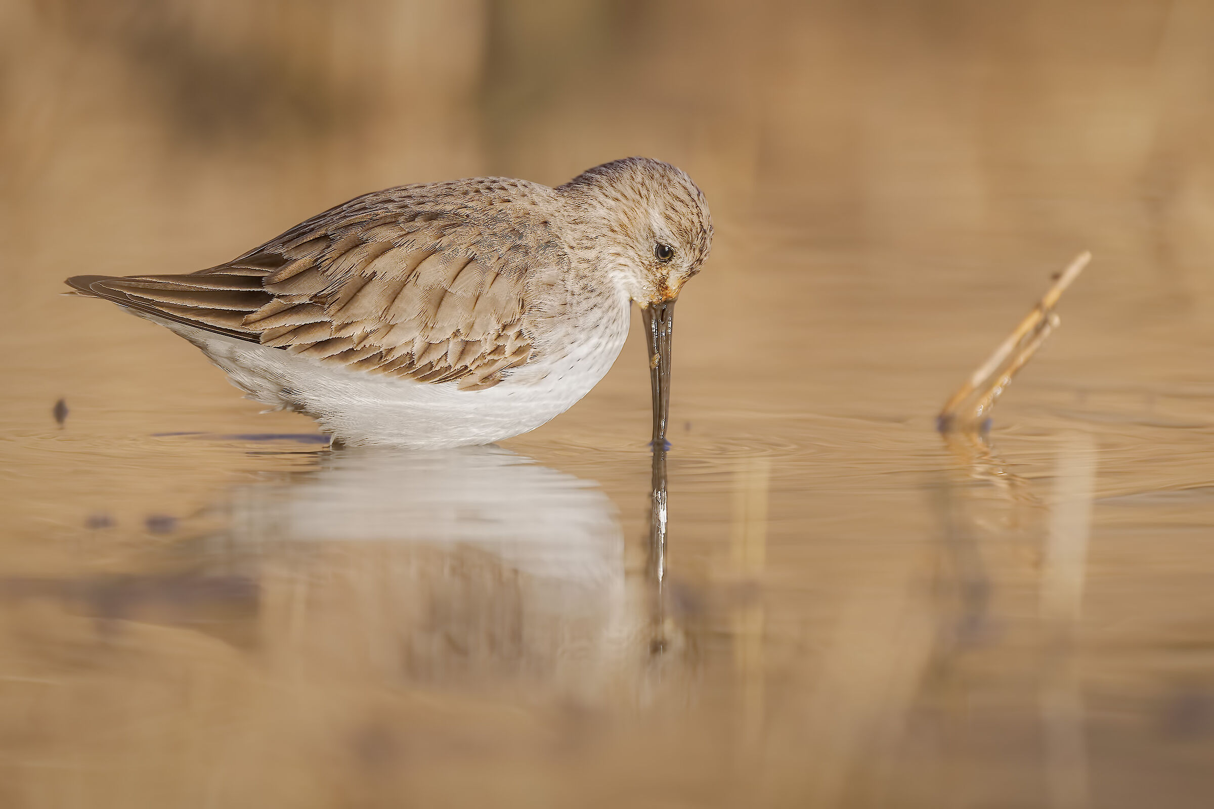 Dunlin
