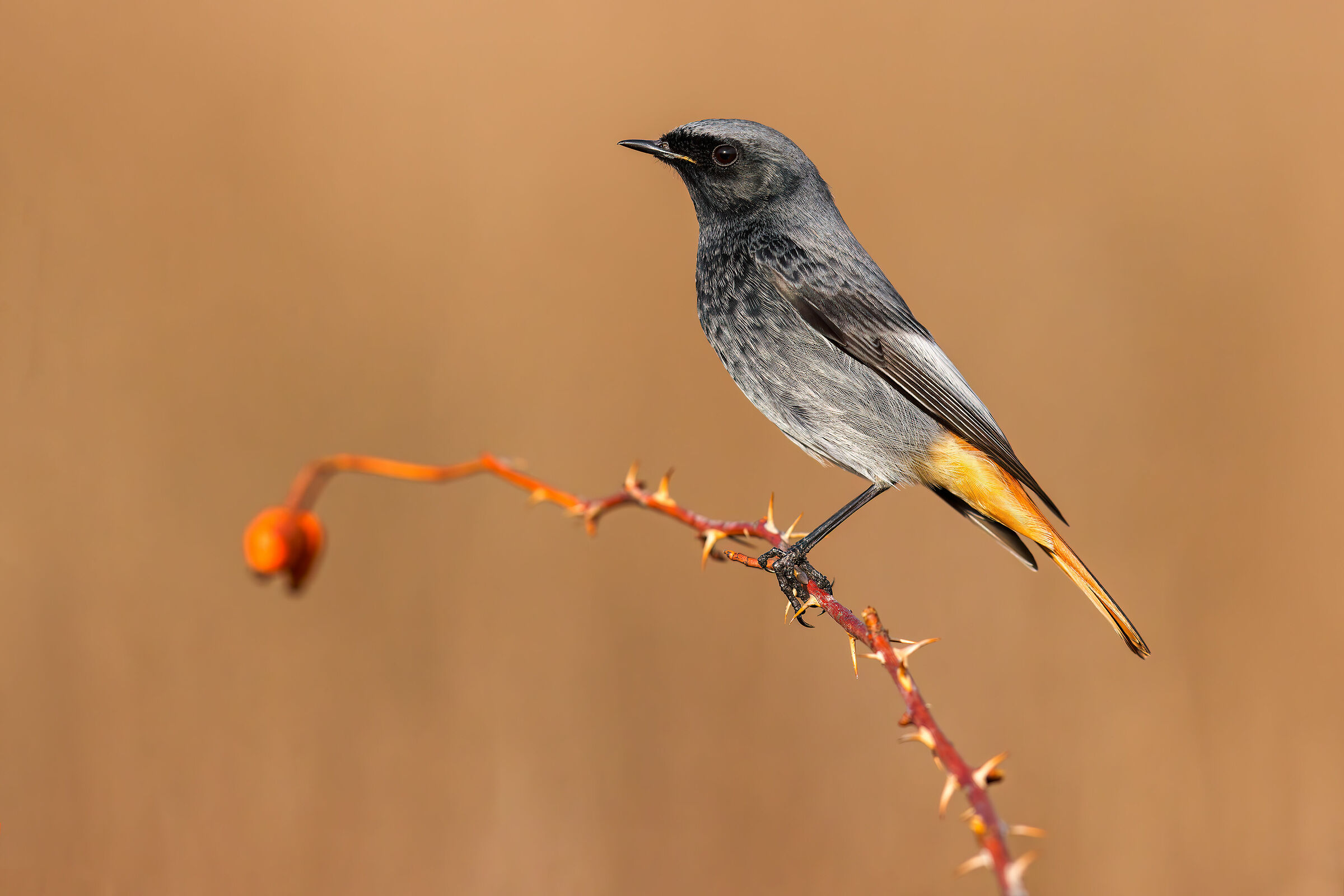Codirosso spazzacamino