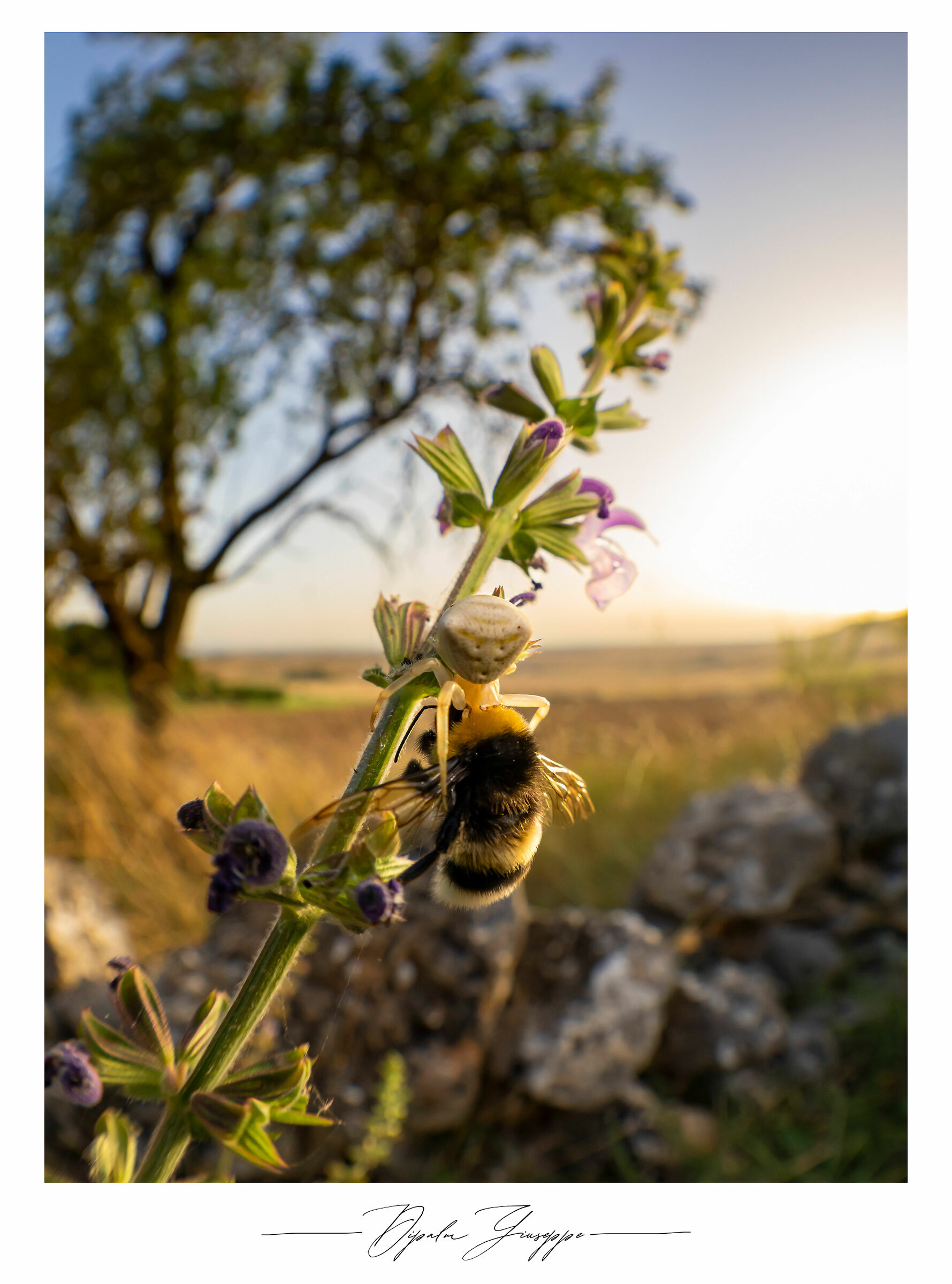 Thomisus onustus con bombo
