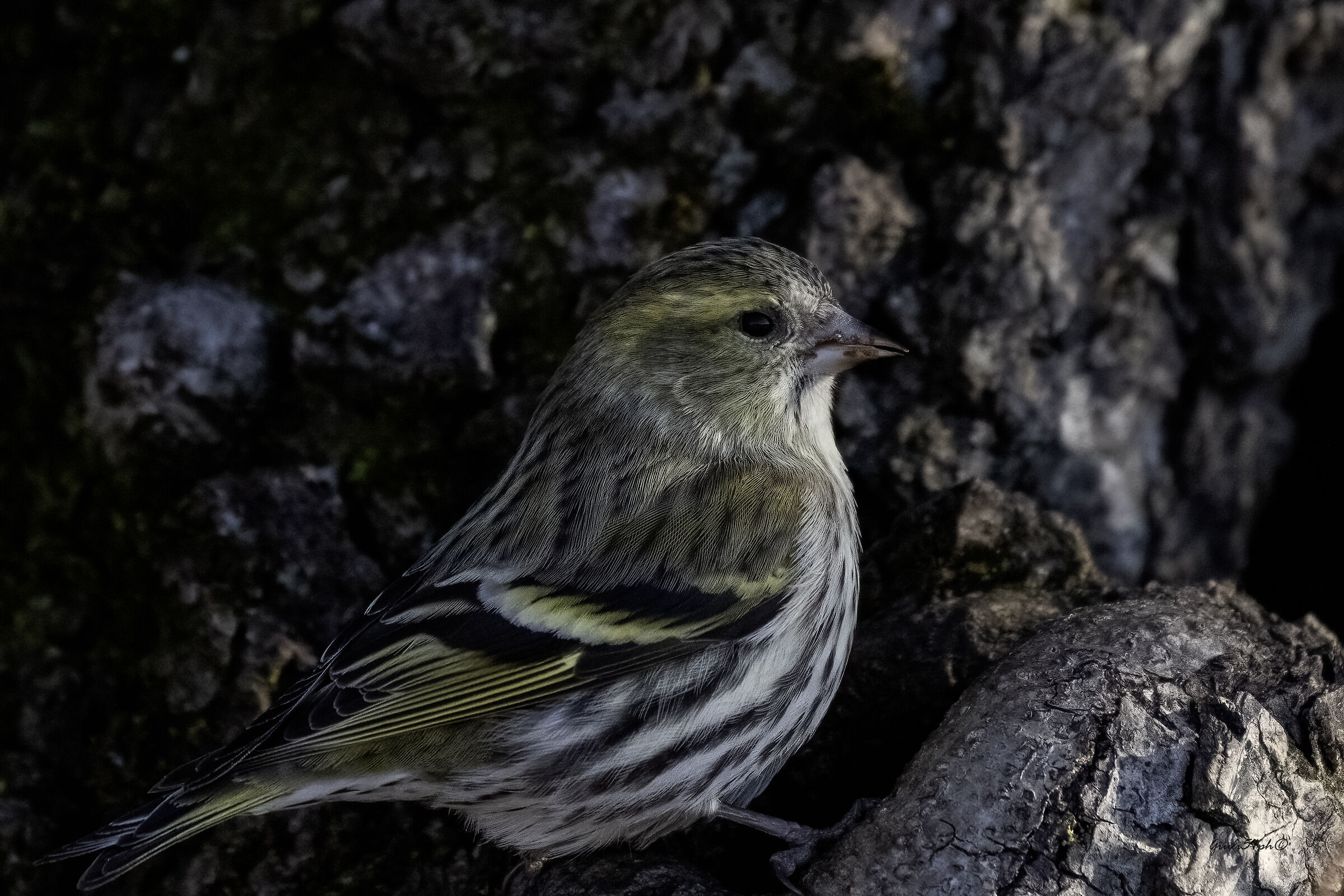 Lucherino solitario1