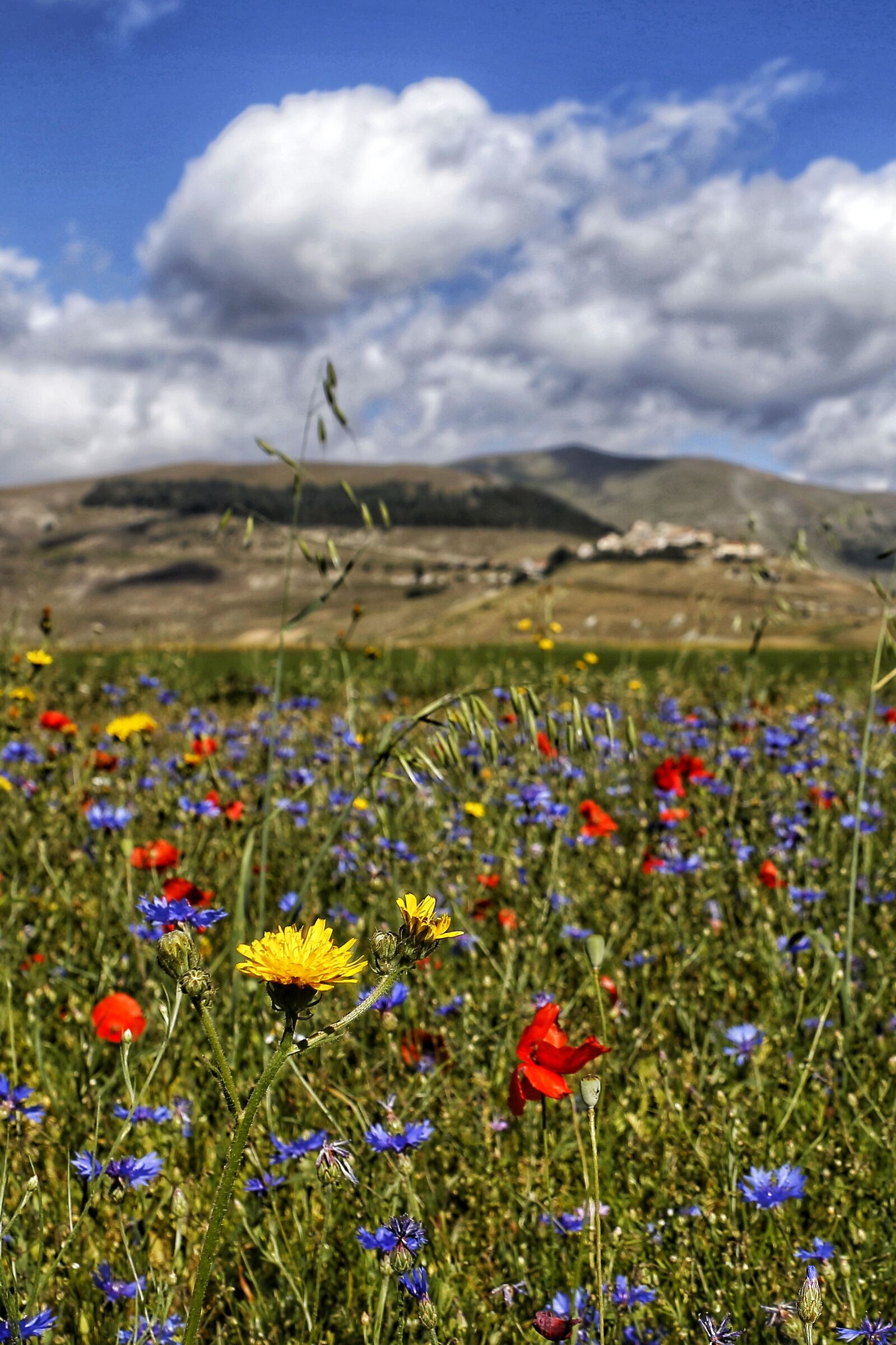 Carpet of flowers
