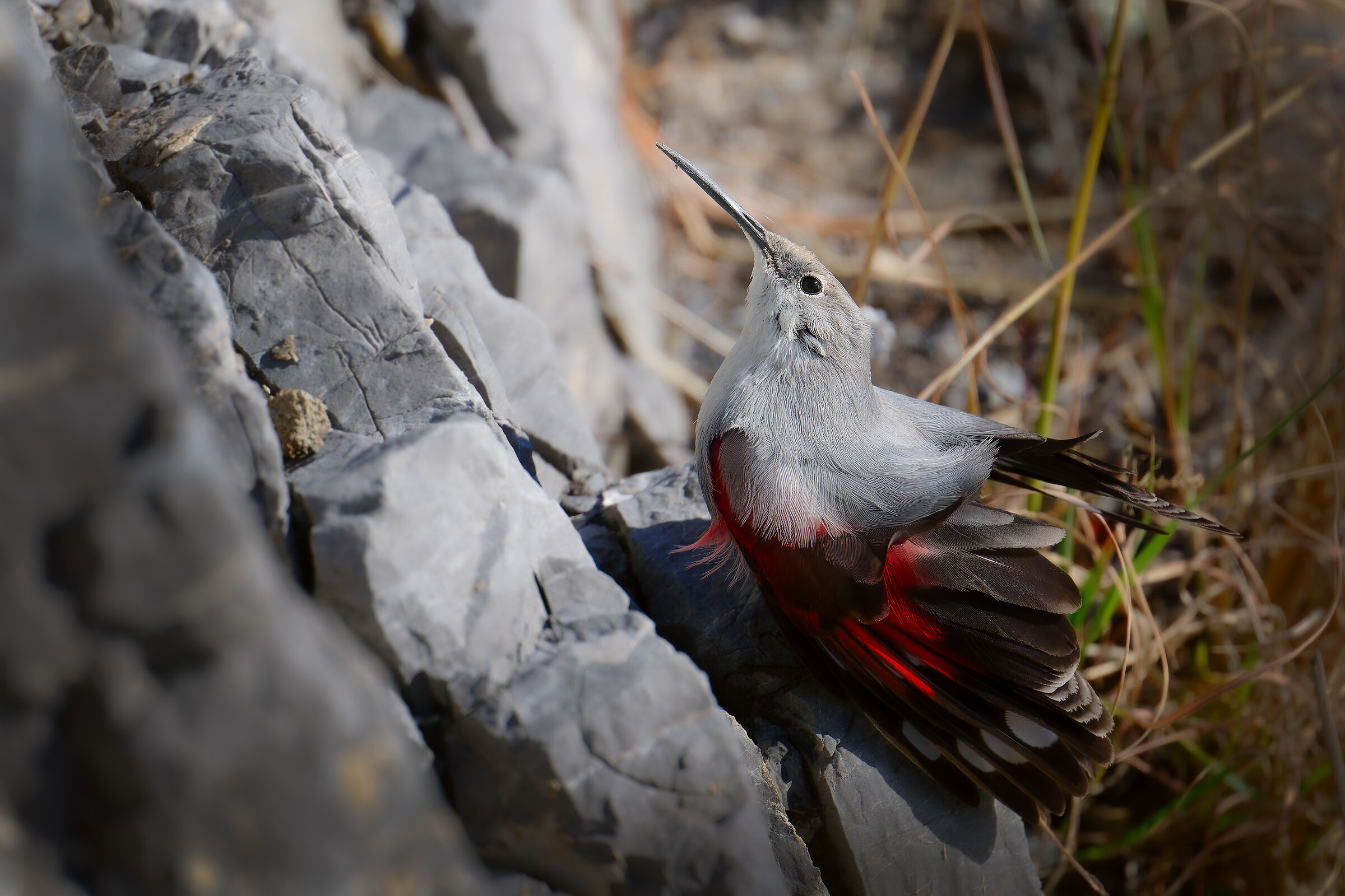 Wallcreeper