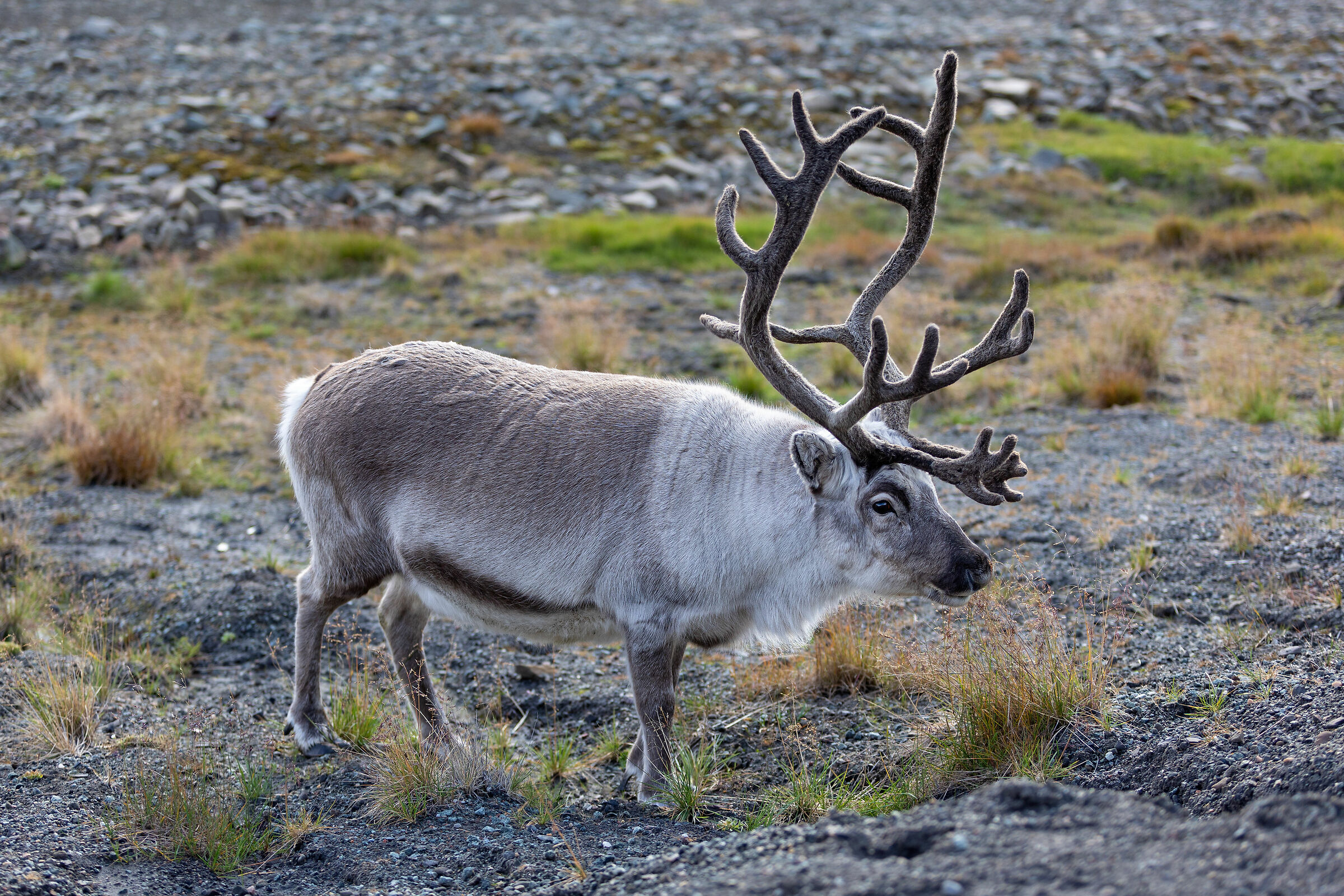 Longyearbyen