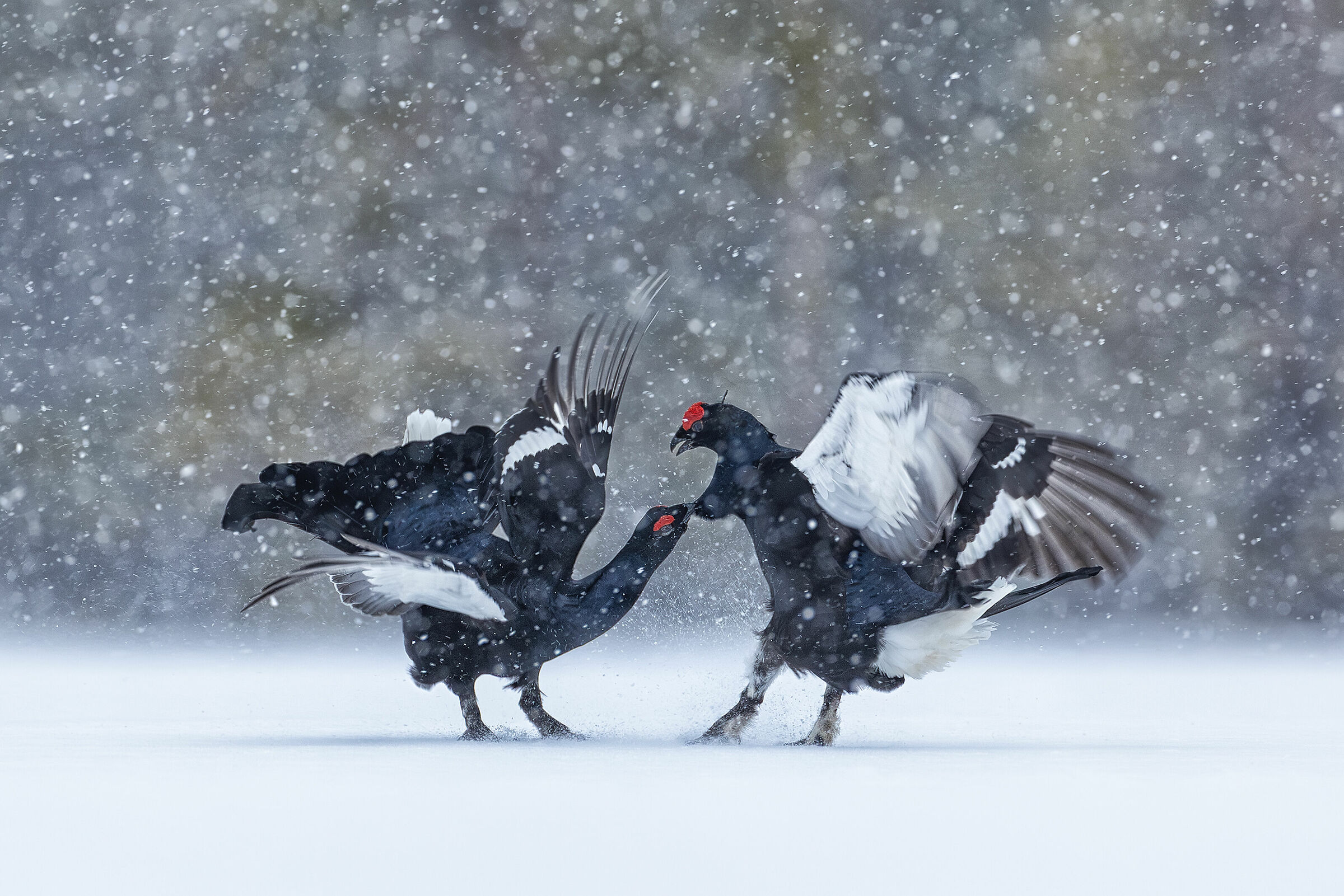 Clash of black grouses in the storm