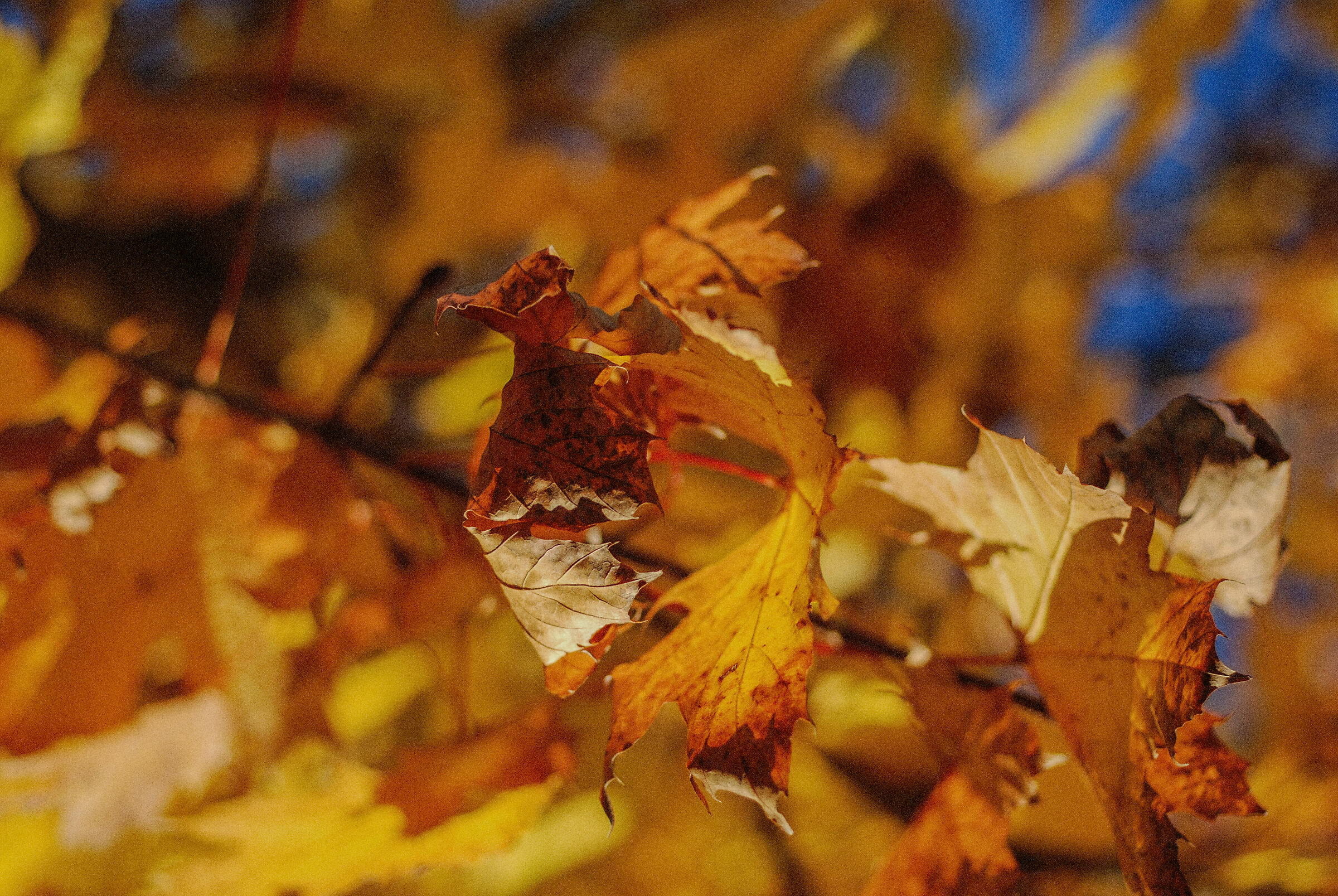 Crazy Leaves