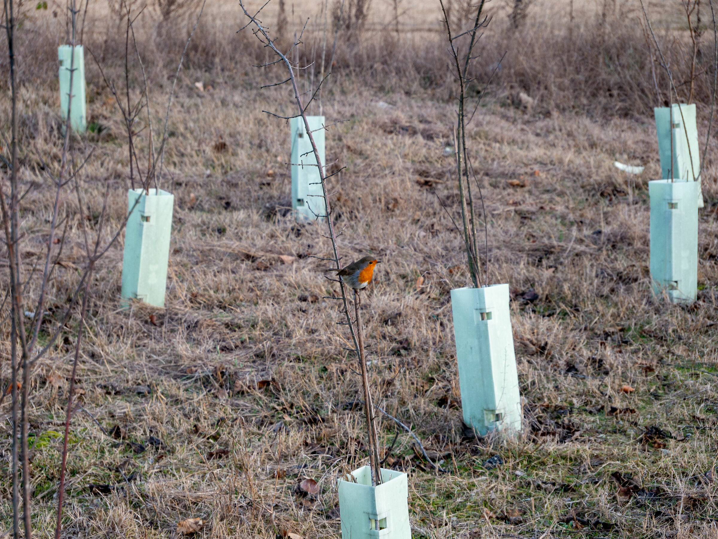 Robin