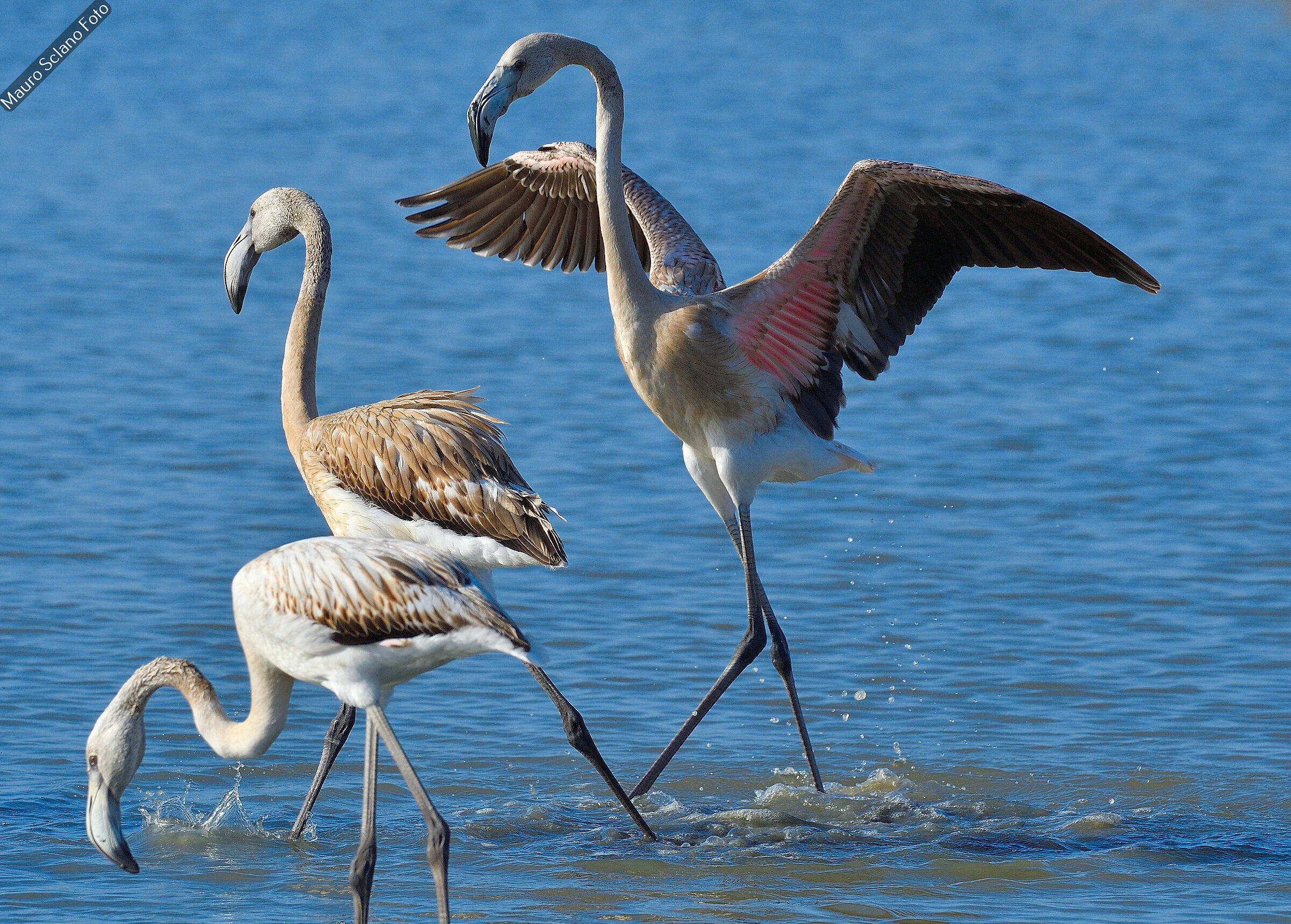 Flamingoes