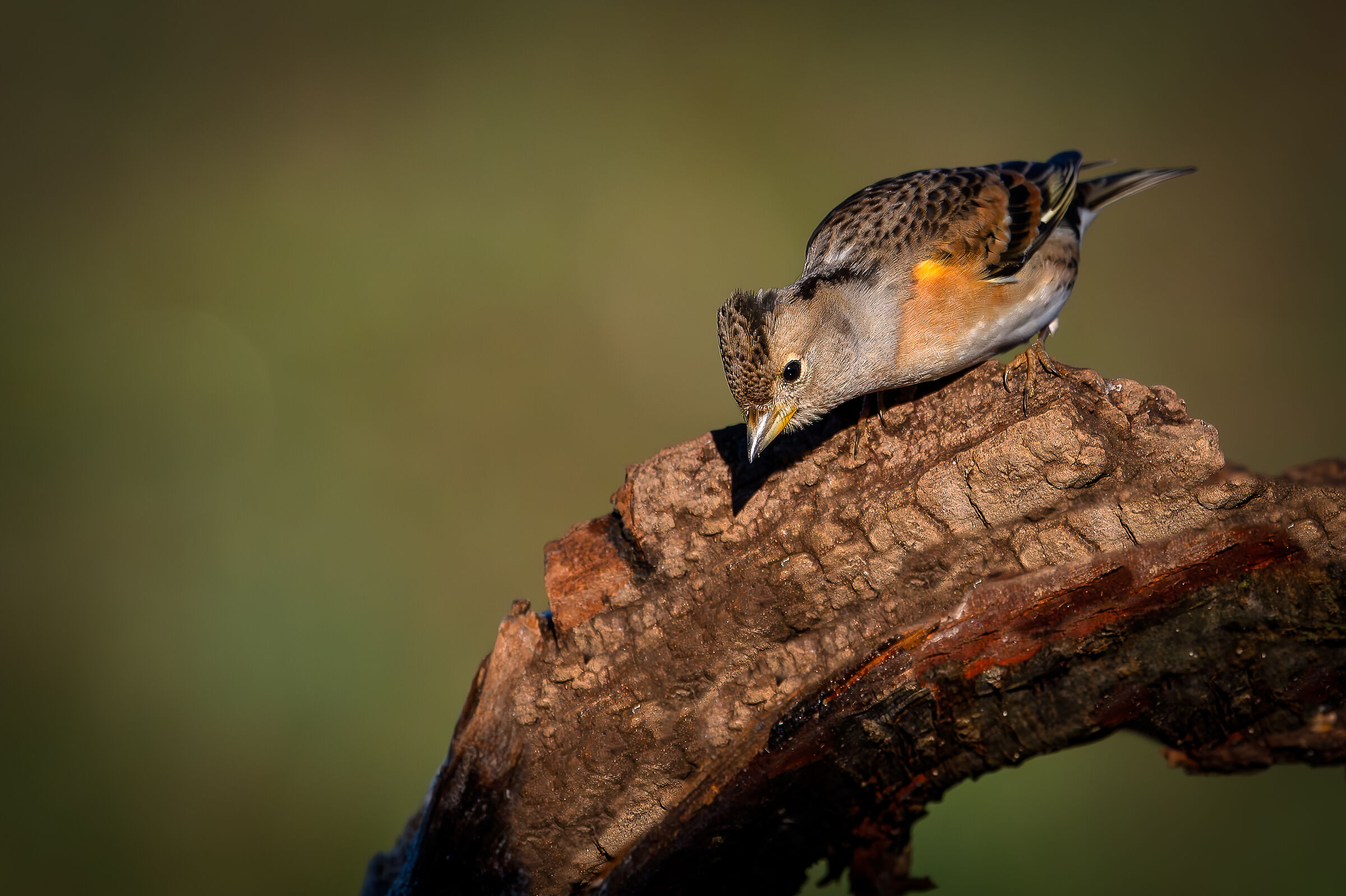 Peppola #capannocora