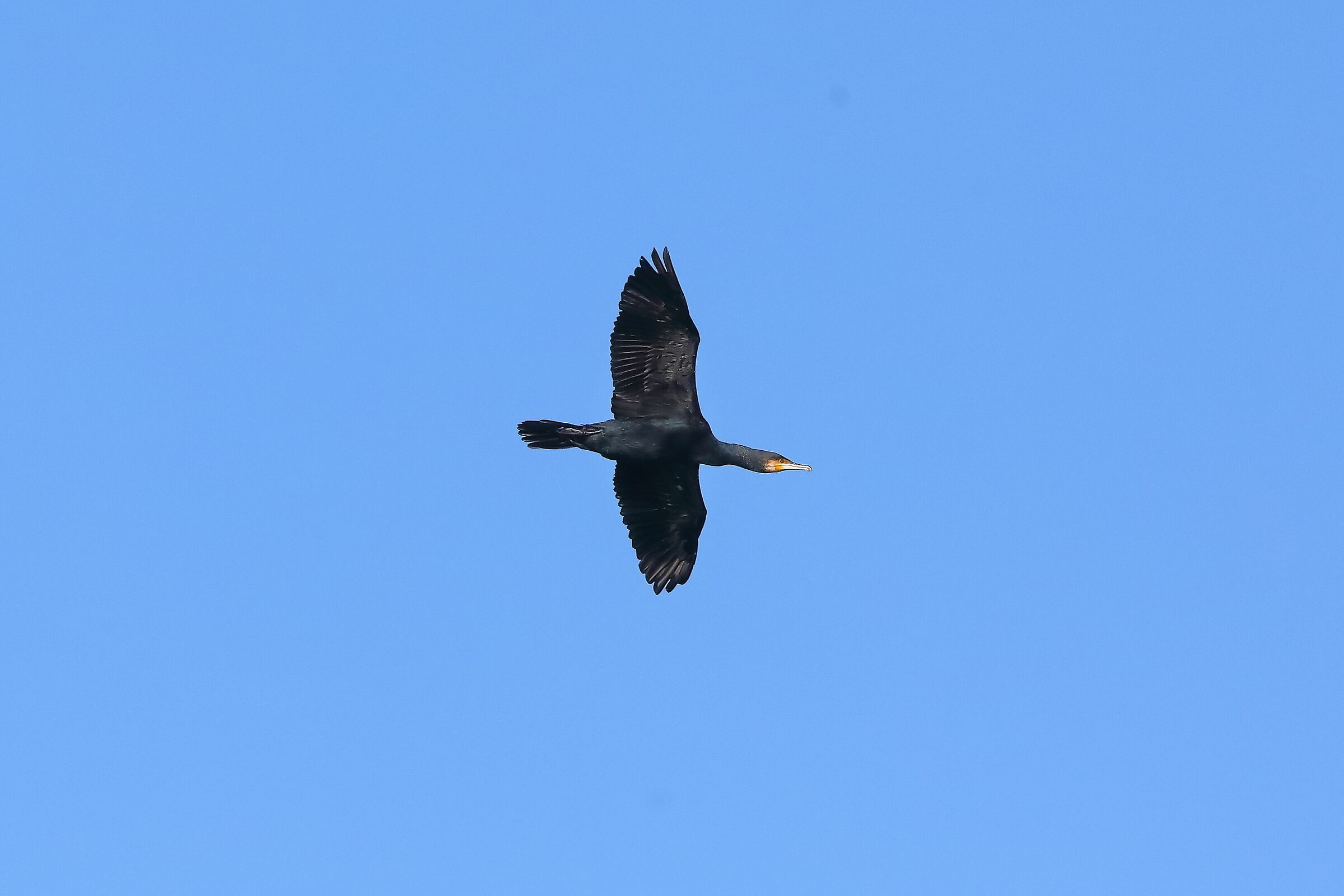 Cormorant 11-11-2023