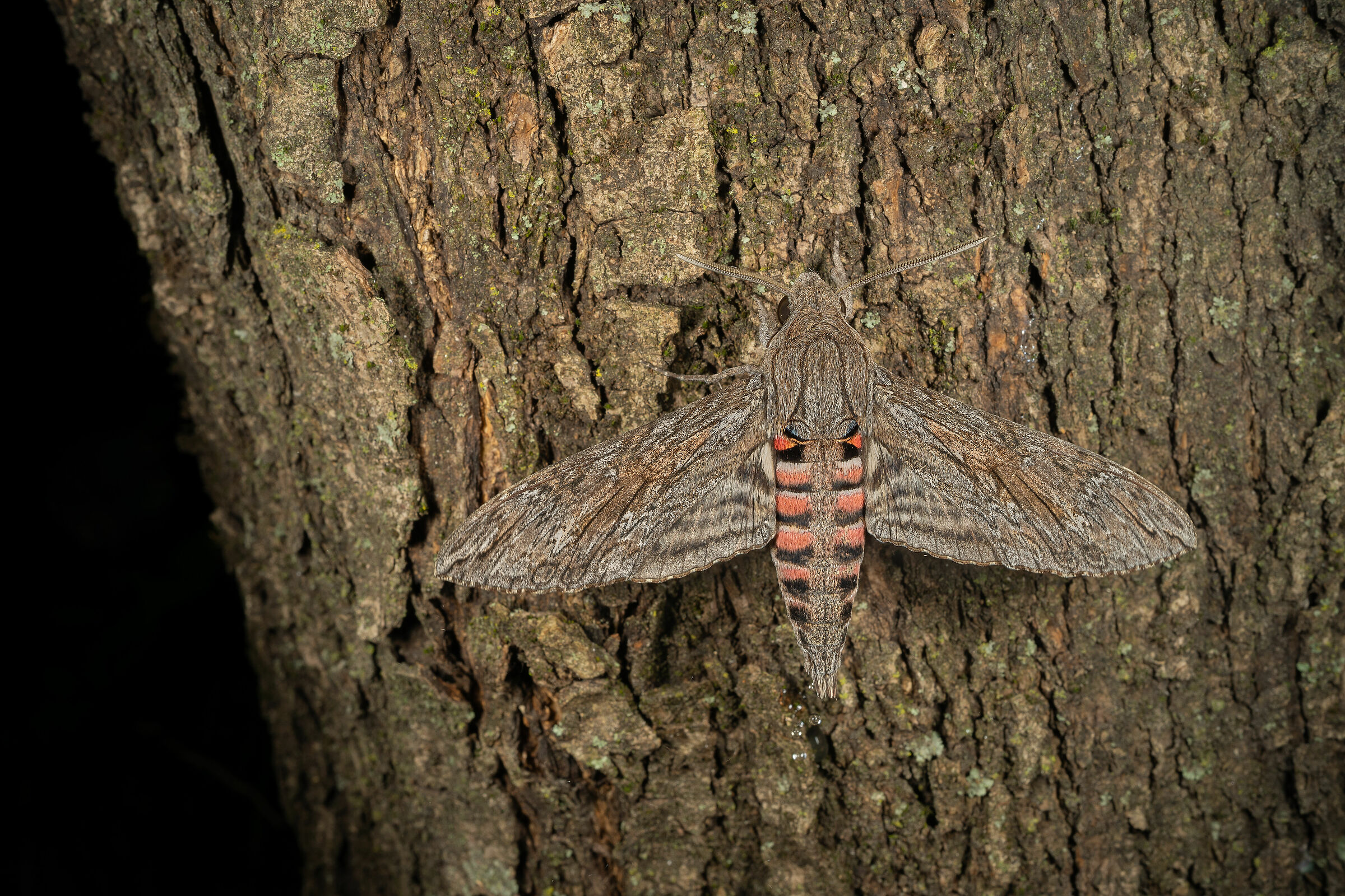 Agrius convolvuli, maschio