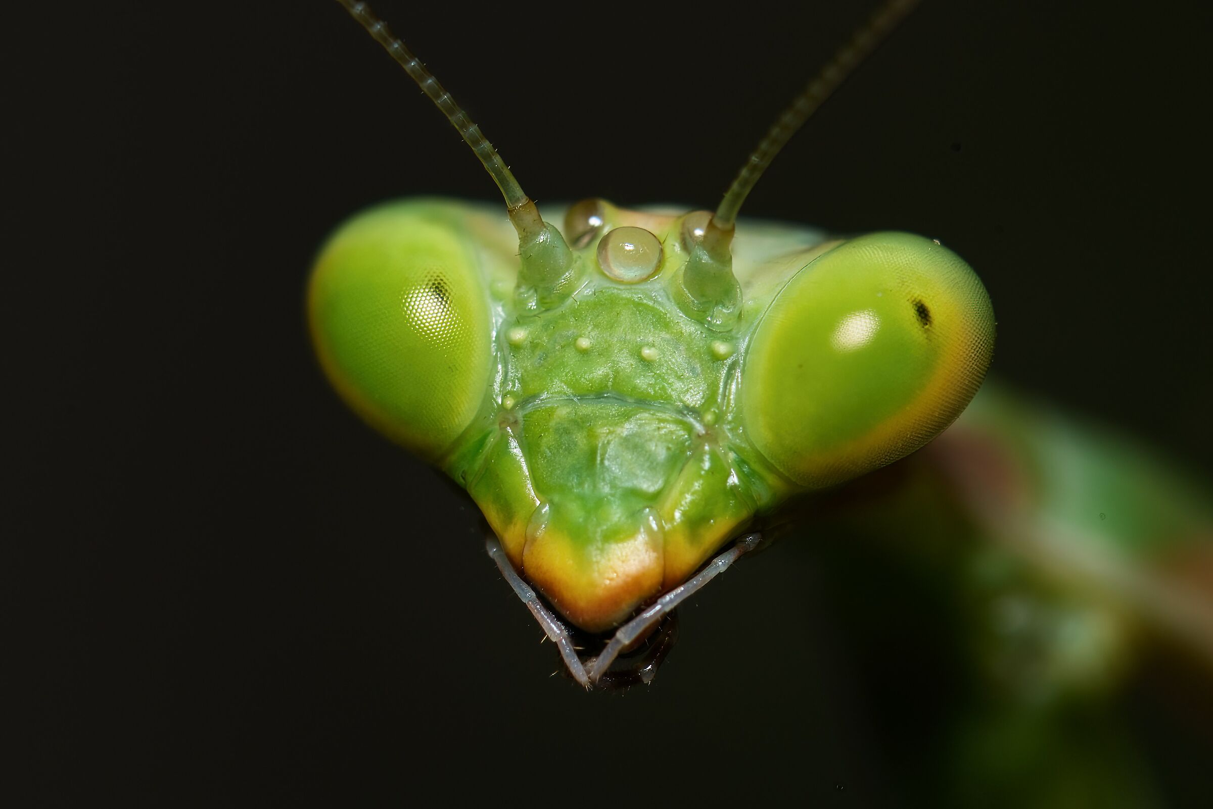 Lo sguardo della mantide