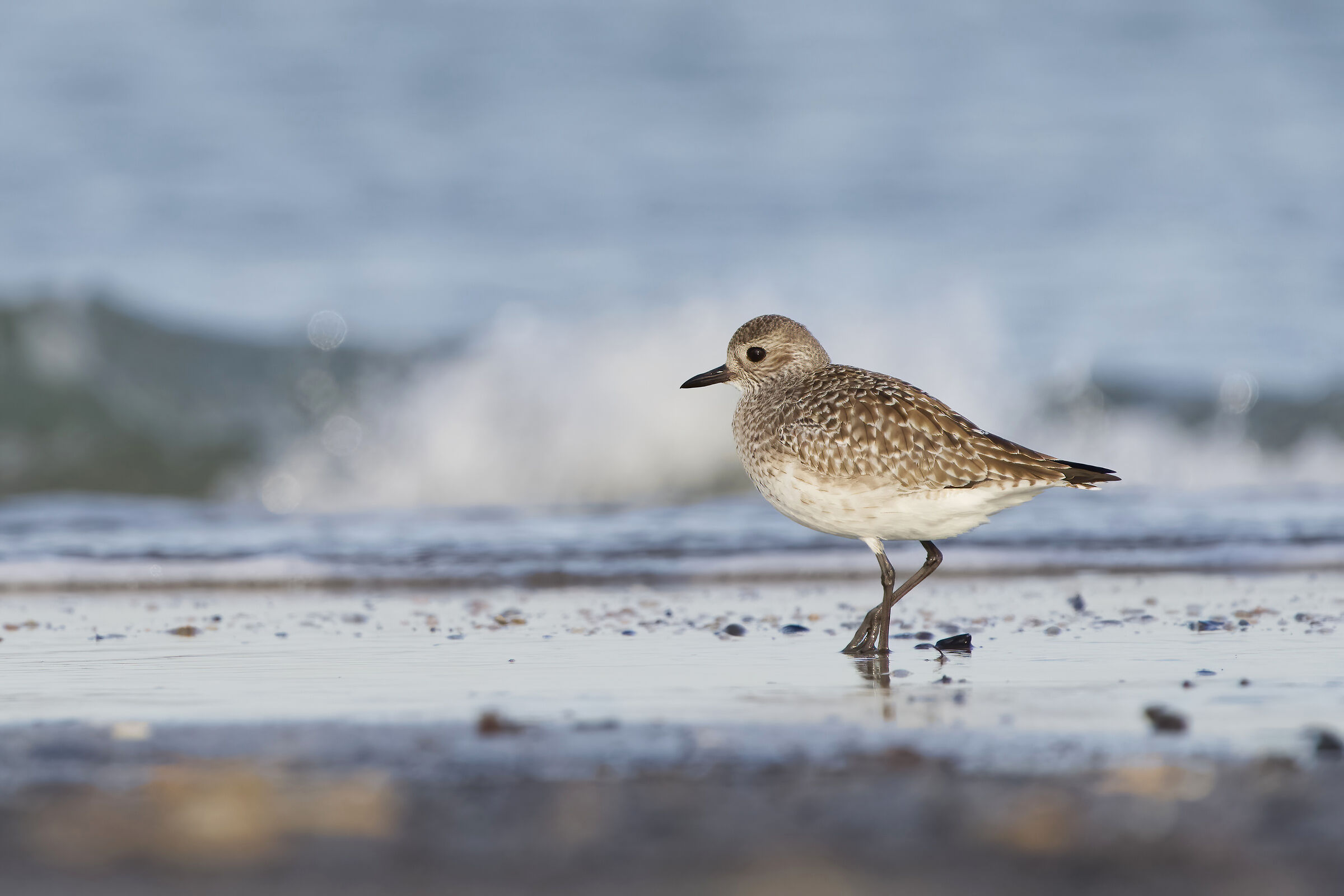 Plover (Pluvialis squatarola)