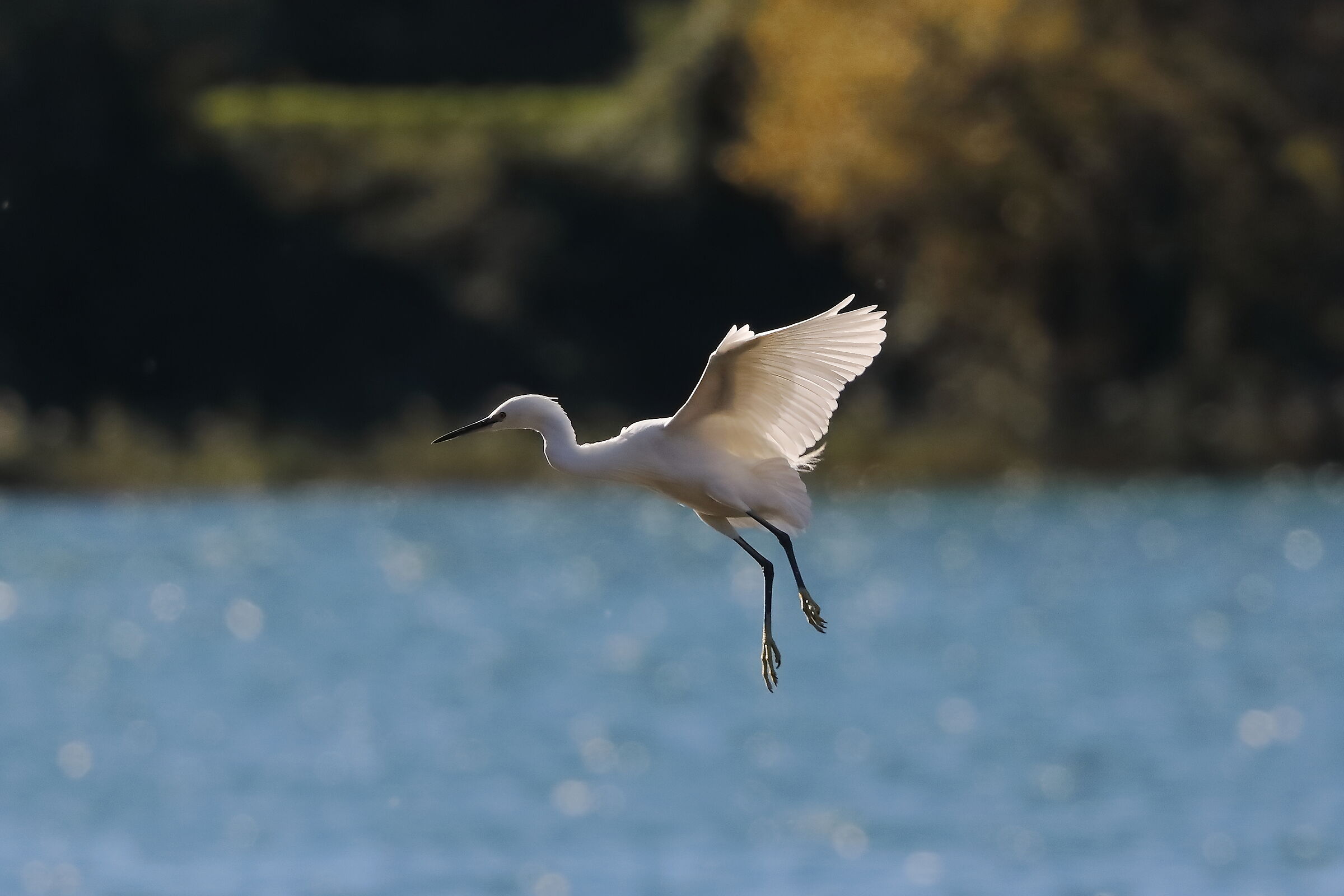 Little Egret 11-11-2023