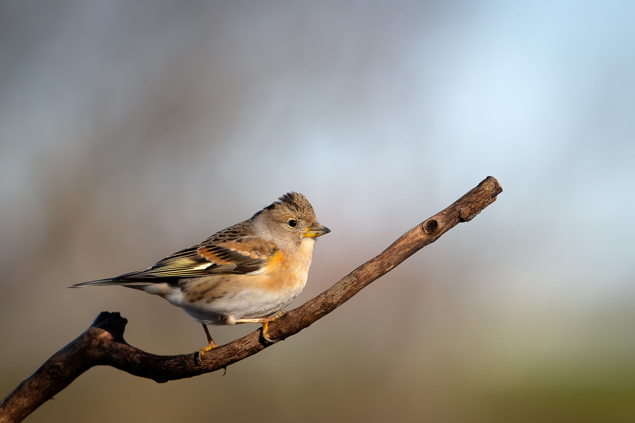 Peppola #capannocora